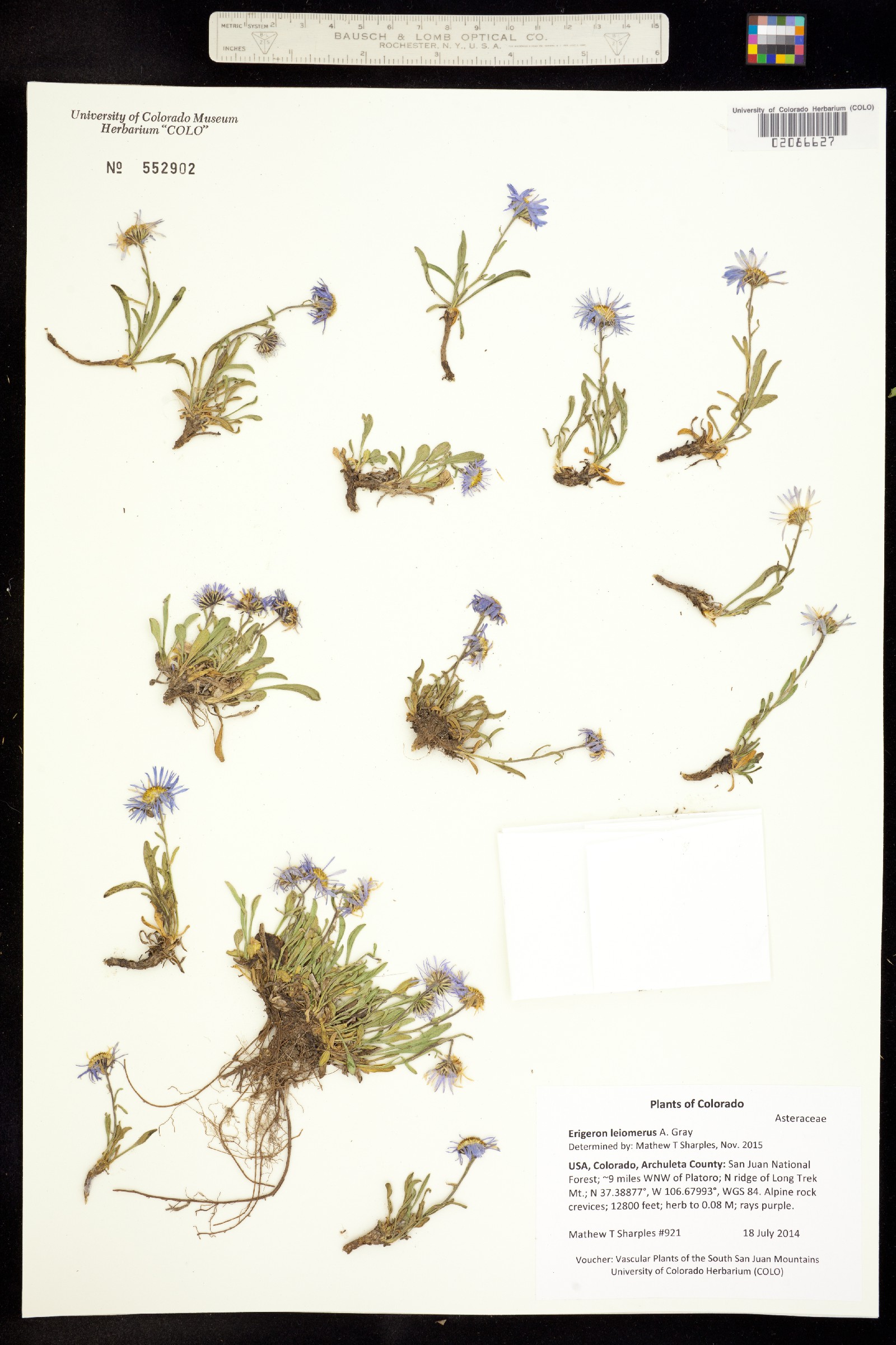 Erigeron leiomerus image