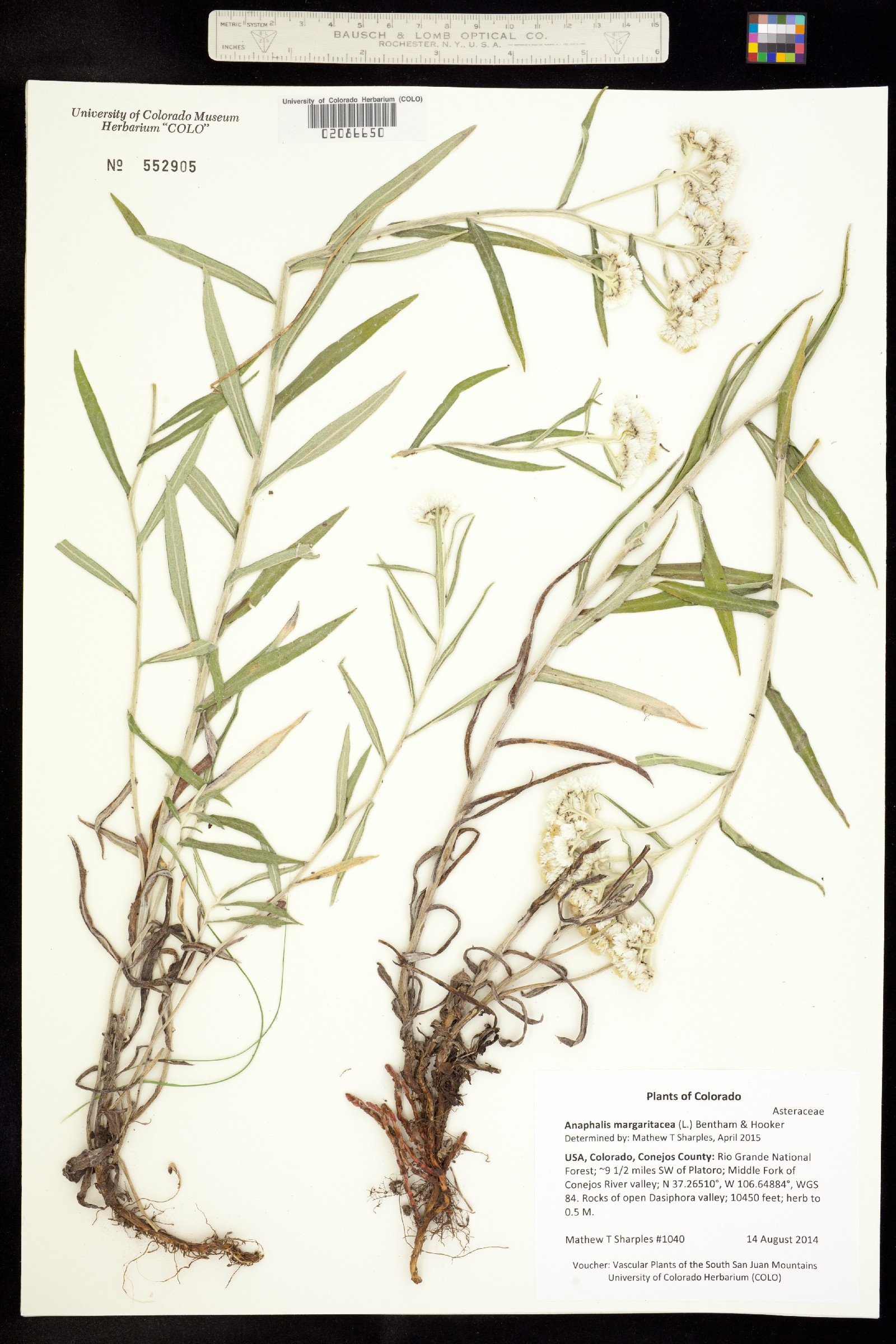 Anaphalis margaritacea image