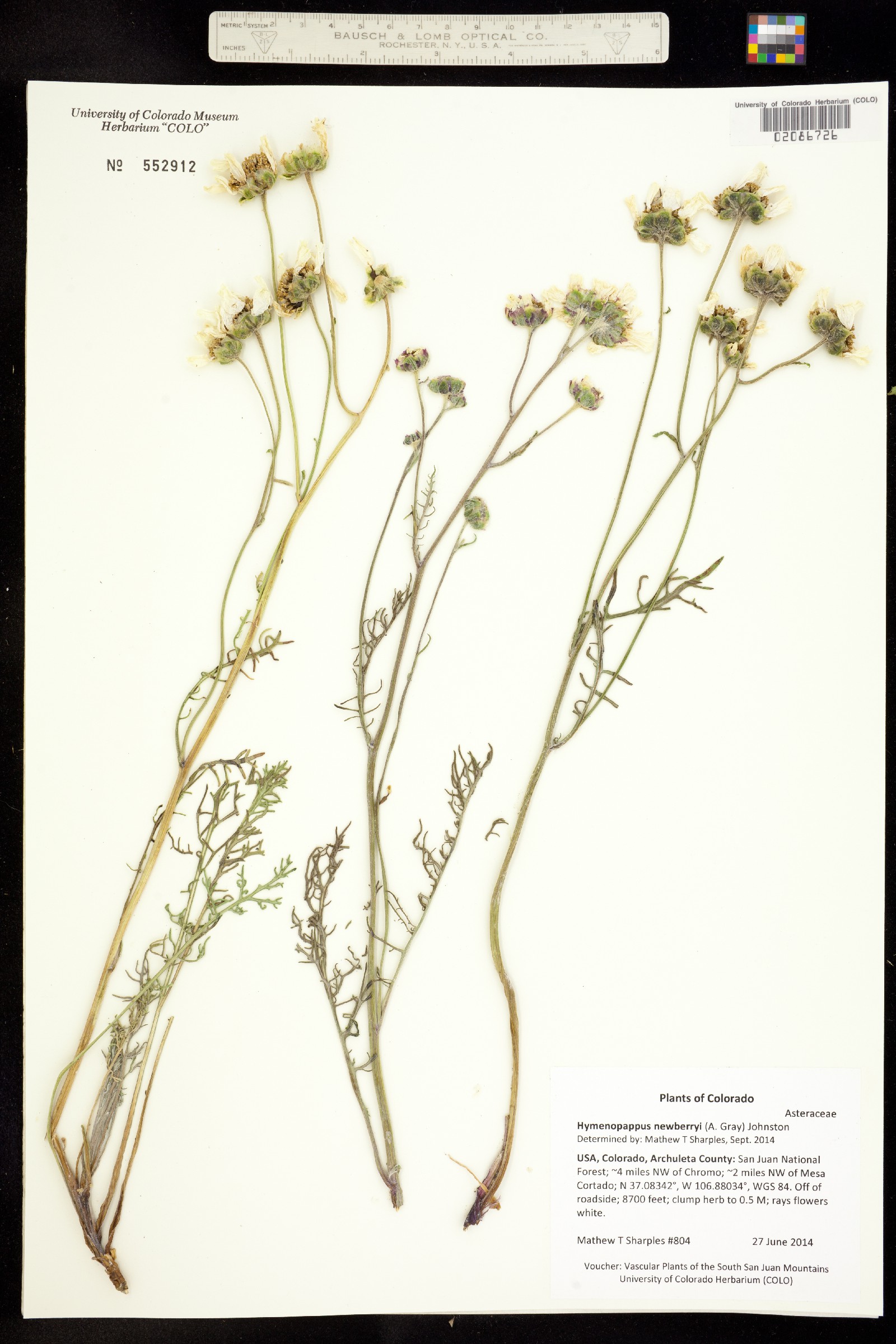 Hymenopappus newberryi image