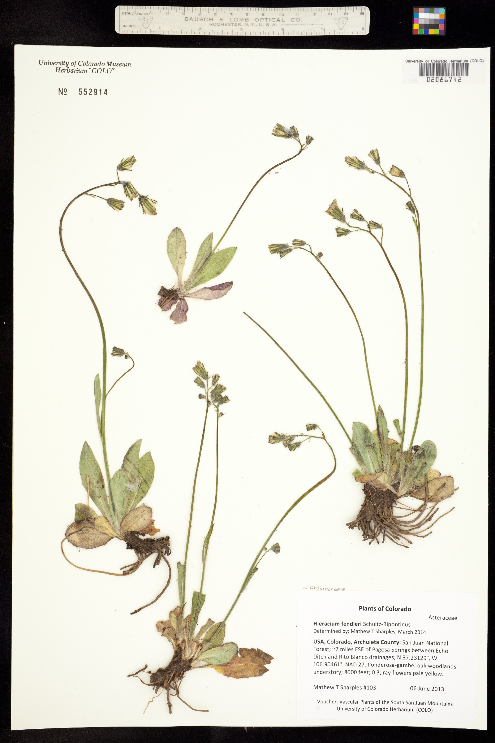 Chlorocrepis fendleri image