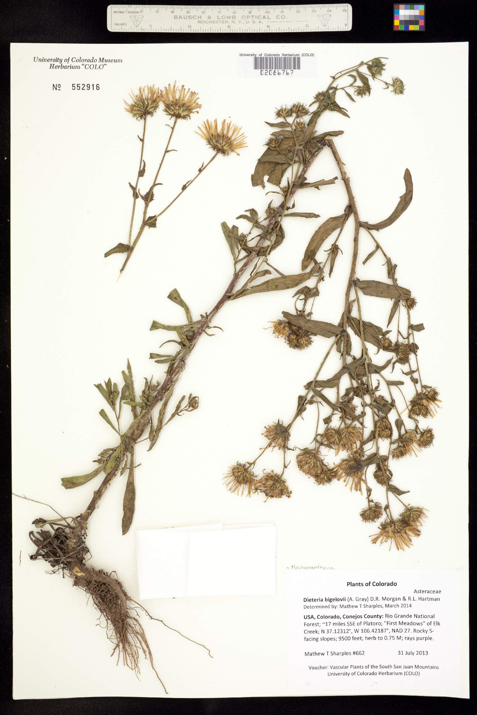 Machaeranthera bigelovii image
