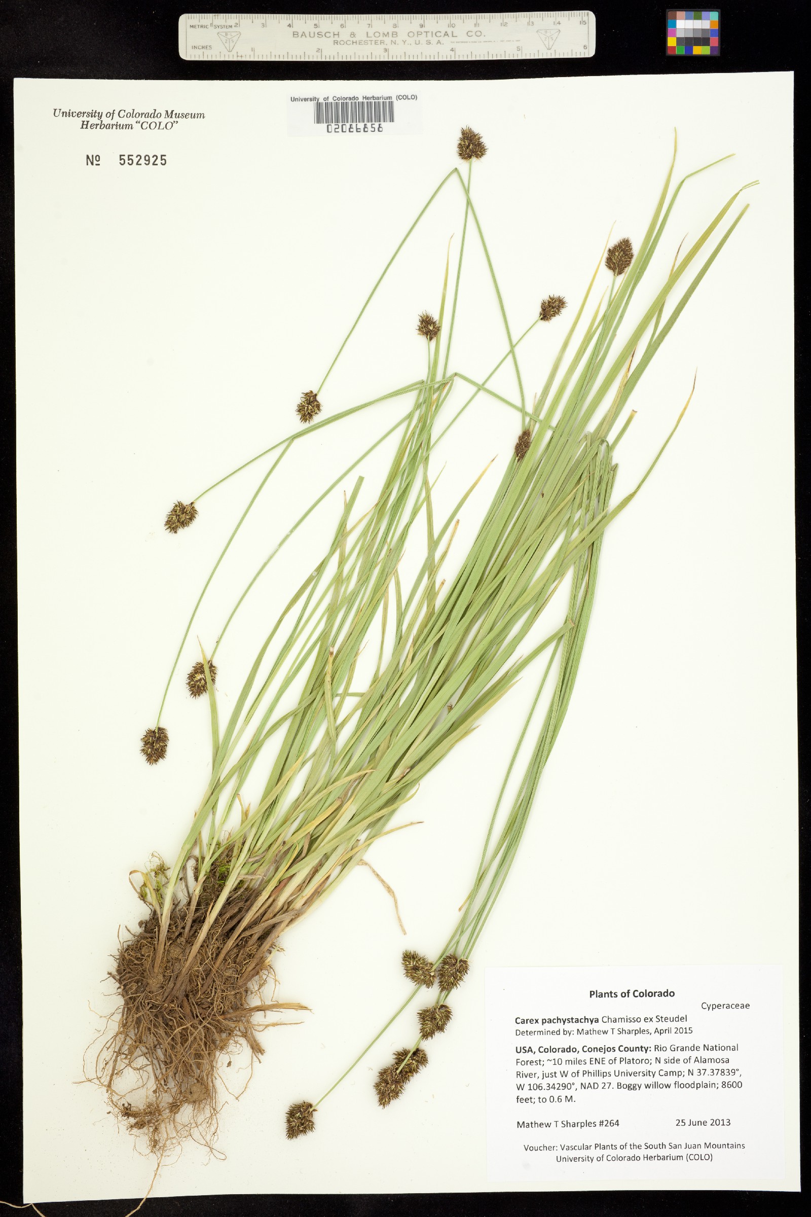 Carex pachystachya image