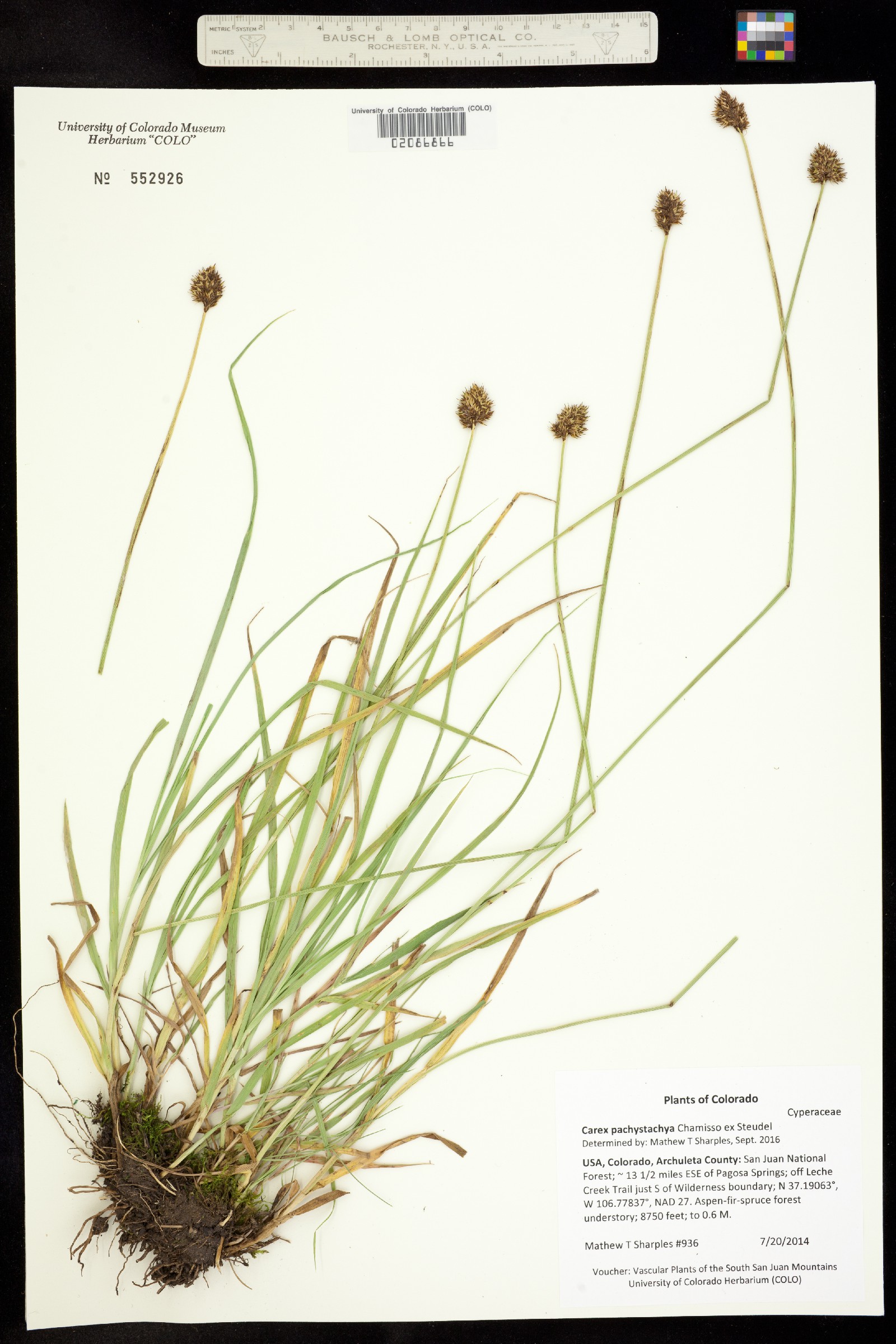 Carex pachystachya image