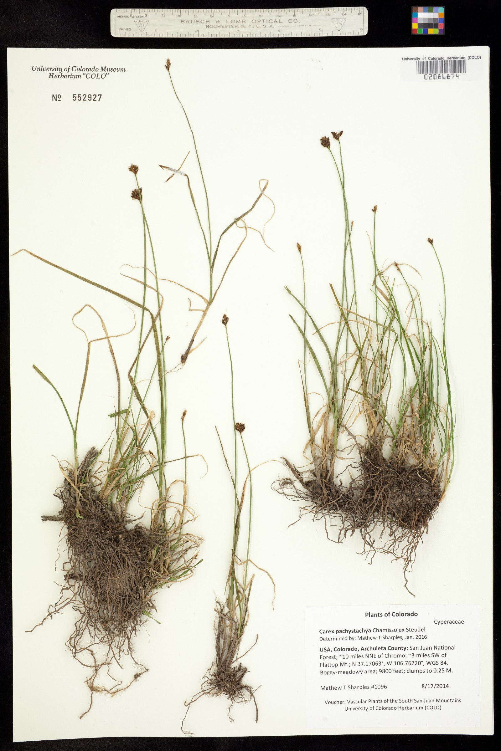 Carex pachystachya image