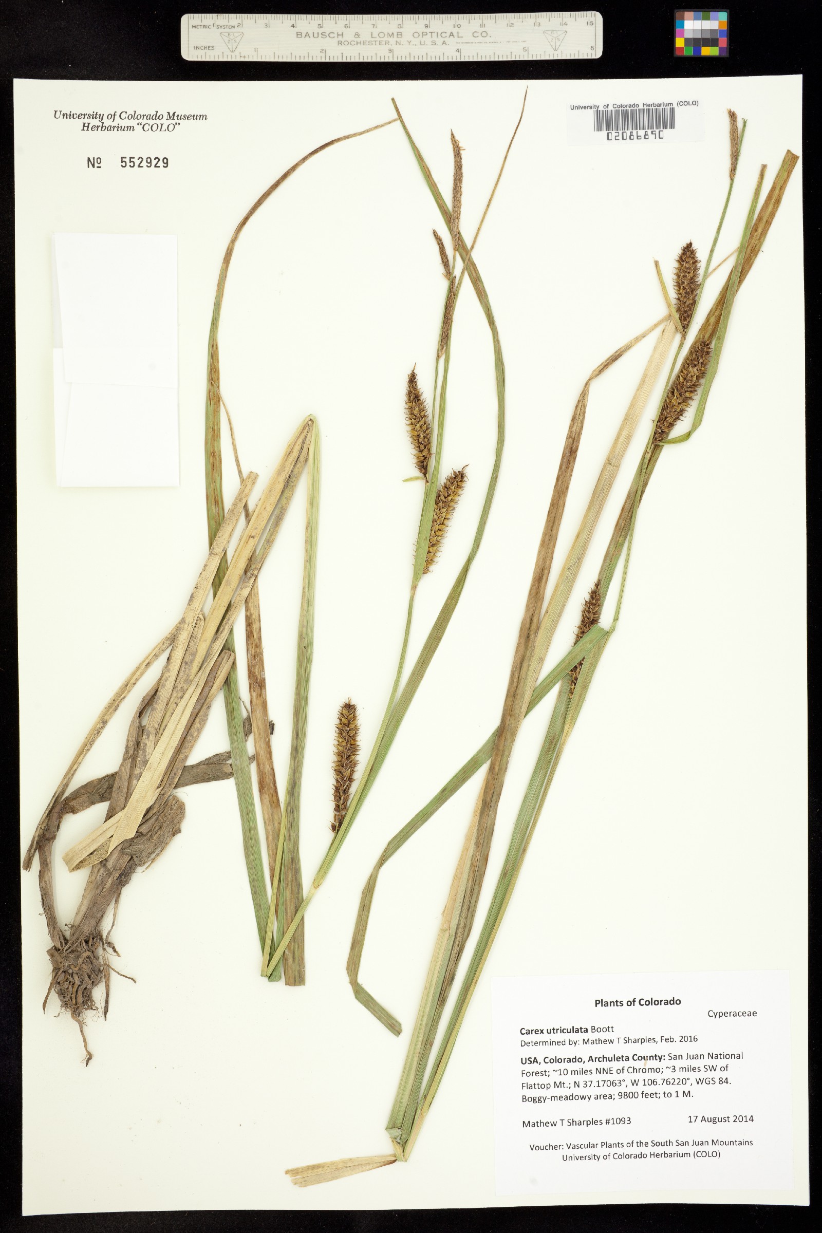 Carex utriculata image