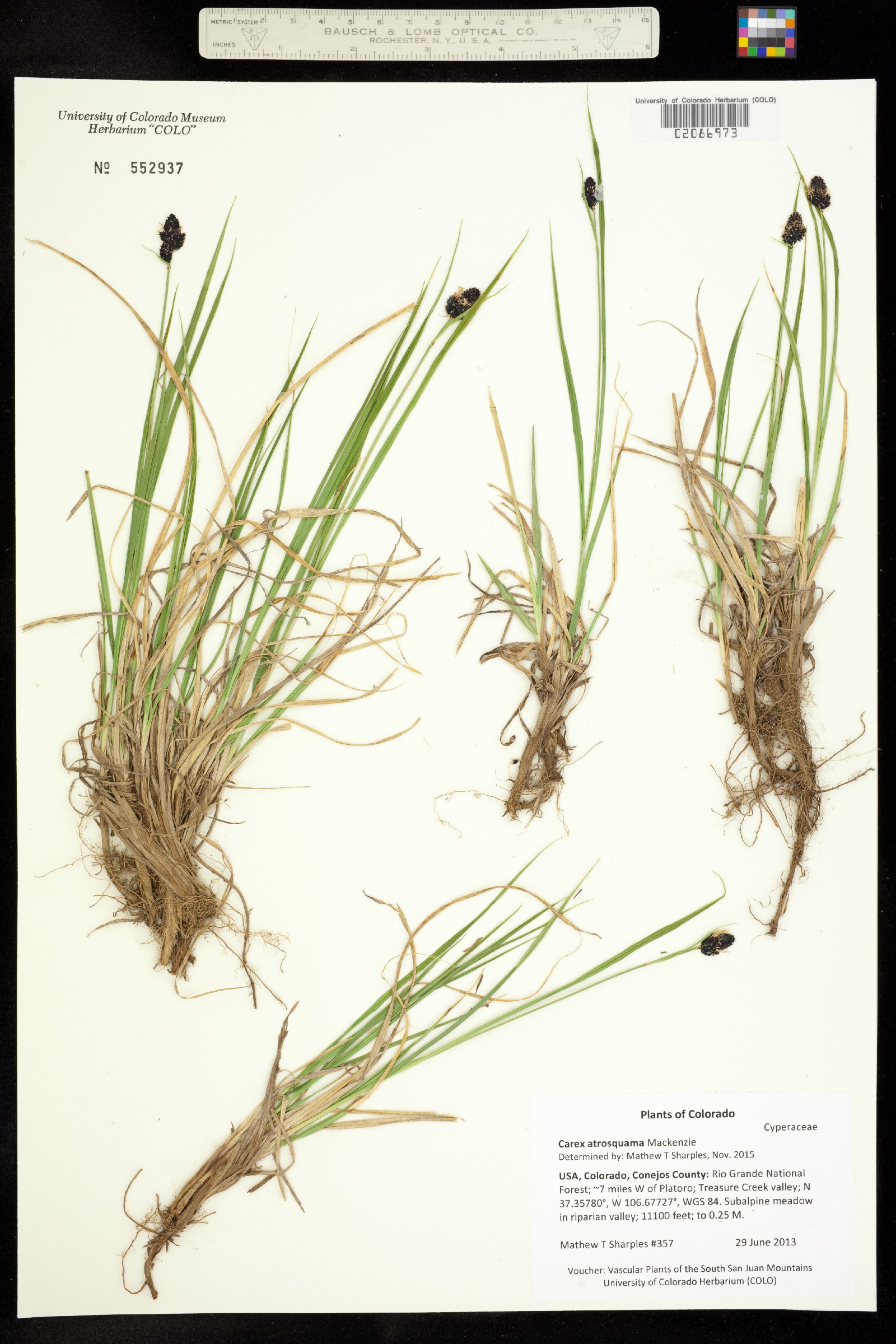 Carex atrosquama image