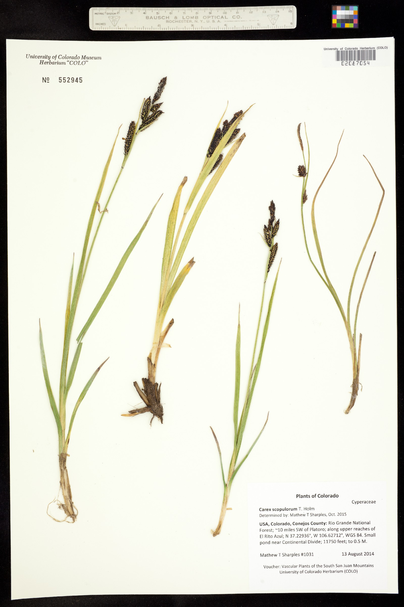 Carex scopulorum image
