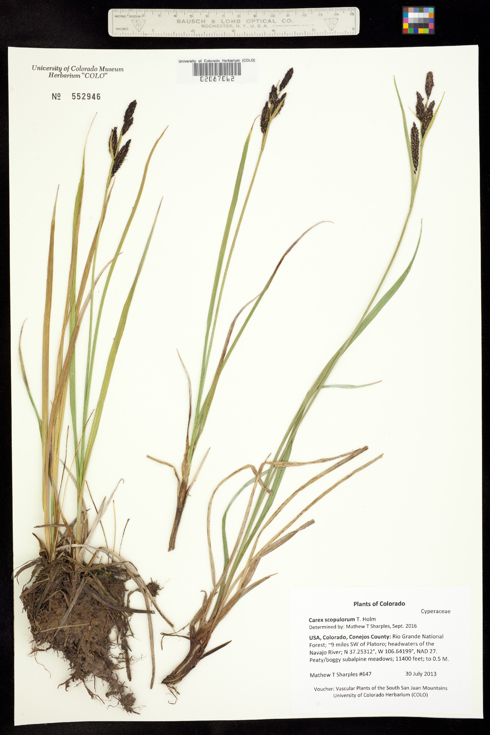 Carex scopulorum image