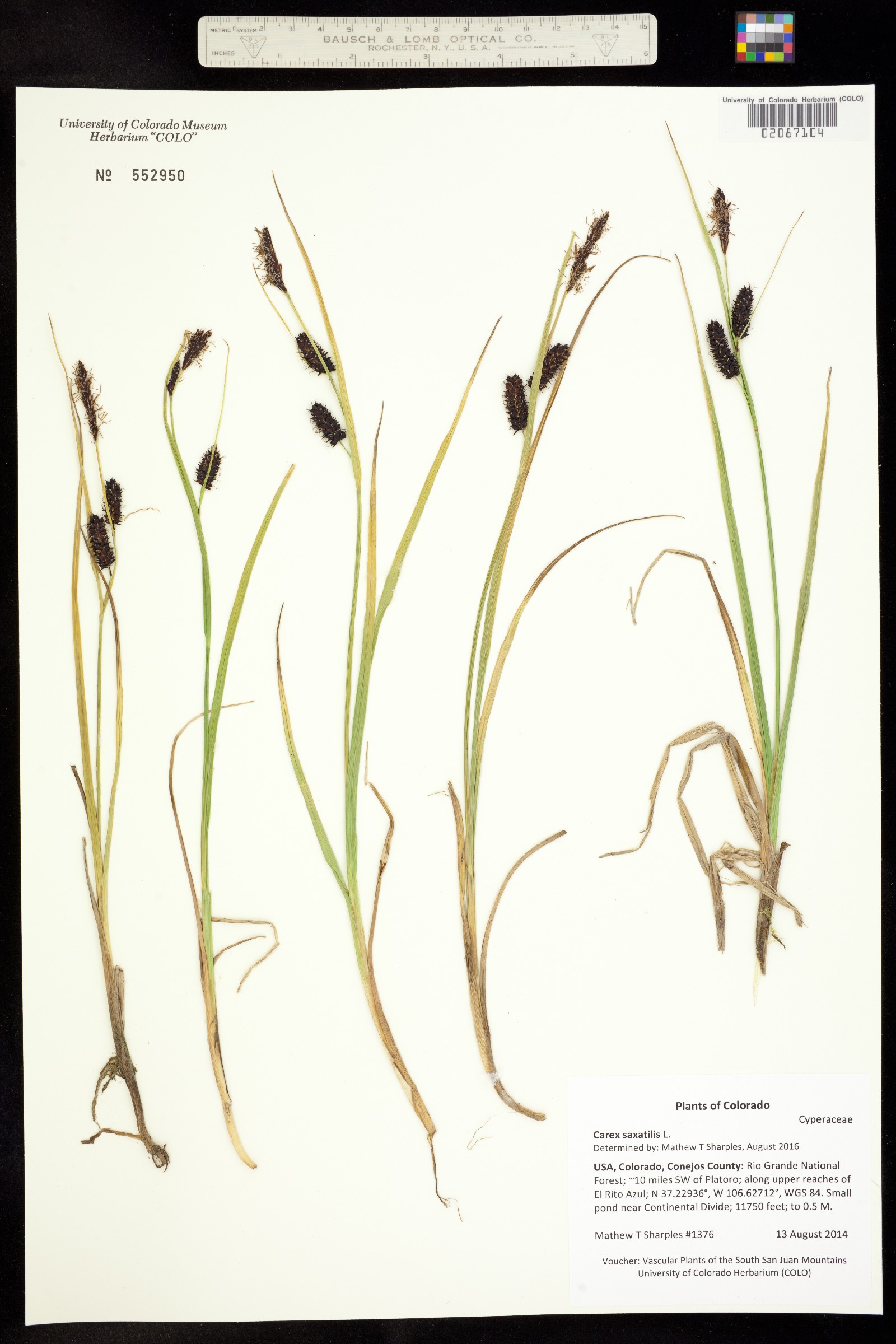Carex saxatilis image