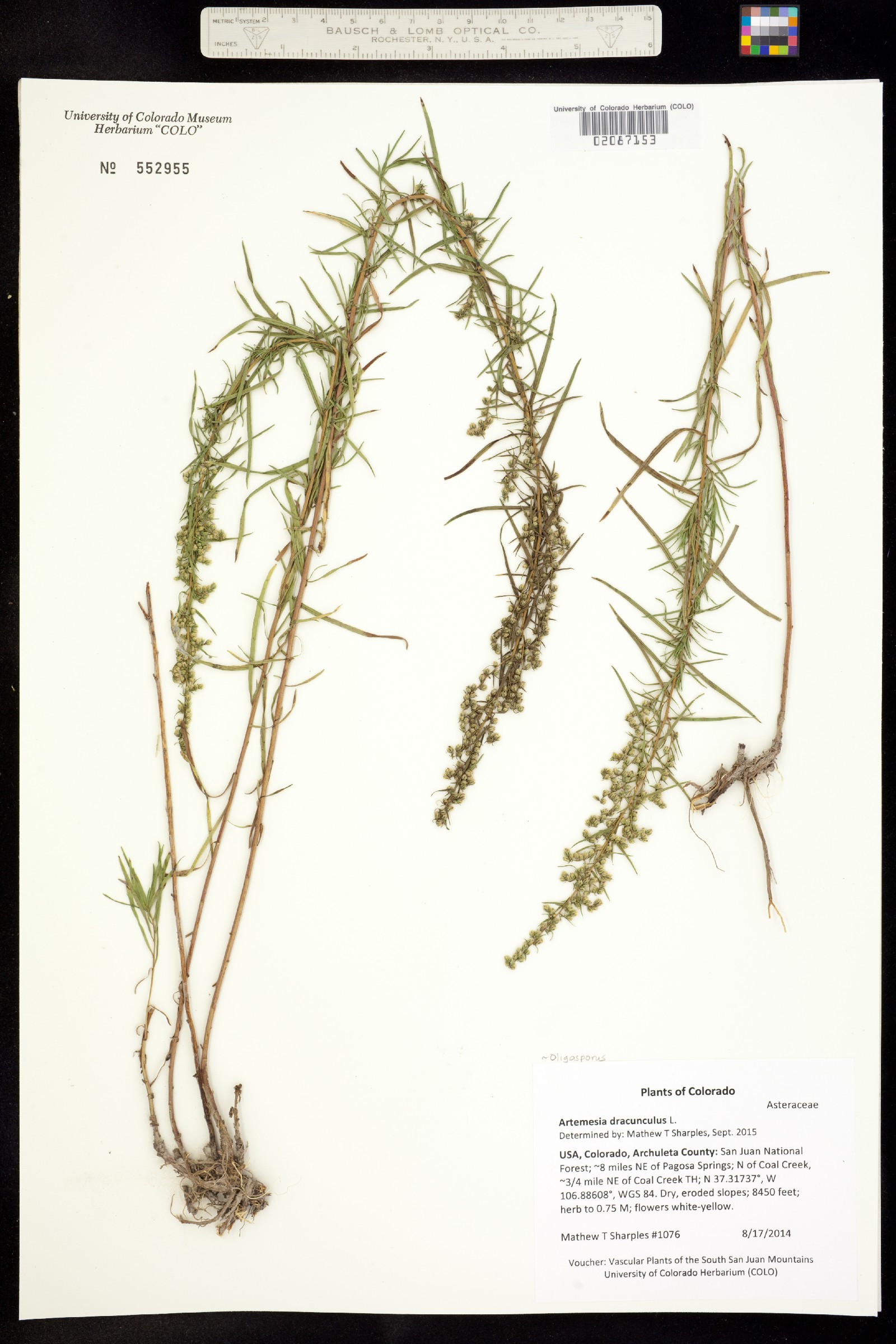 Artemisia dracunculus image