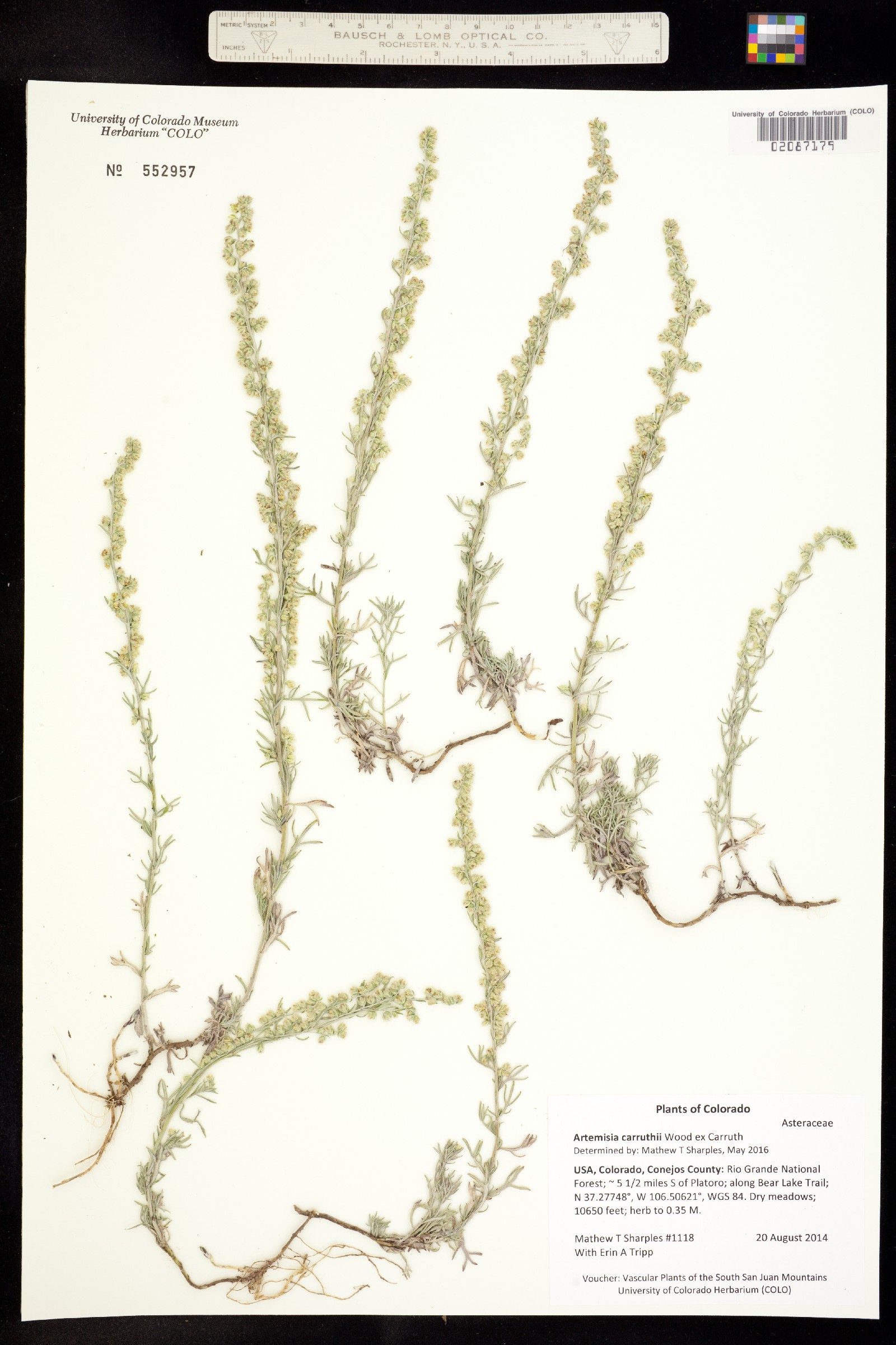 Artemisia carruthii image