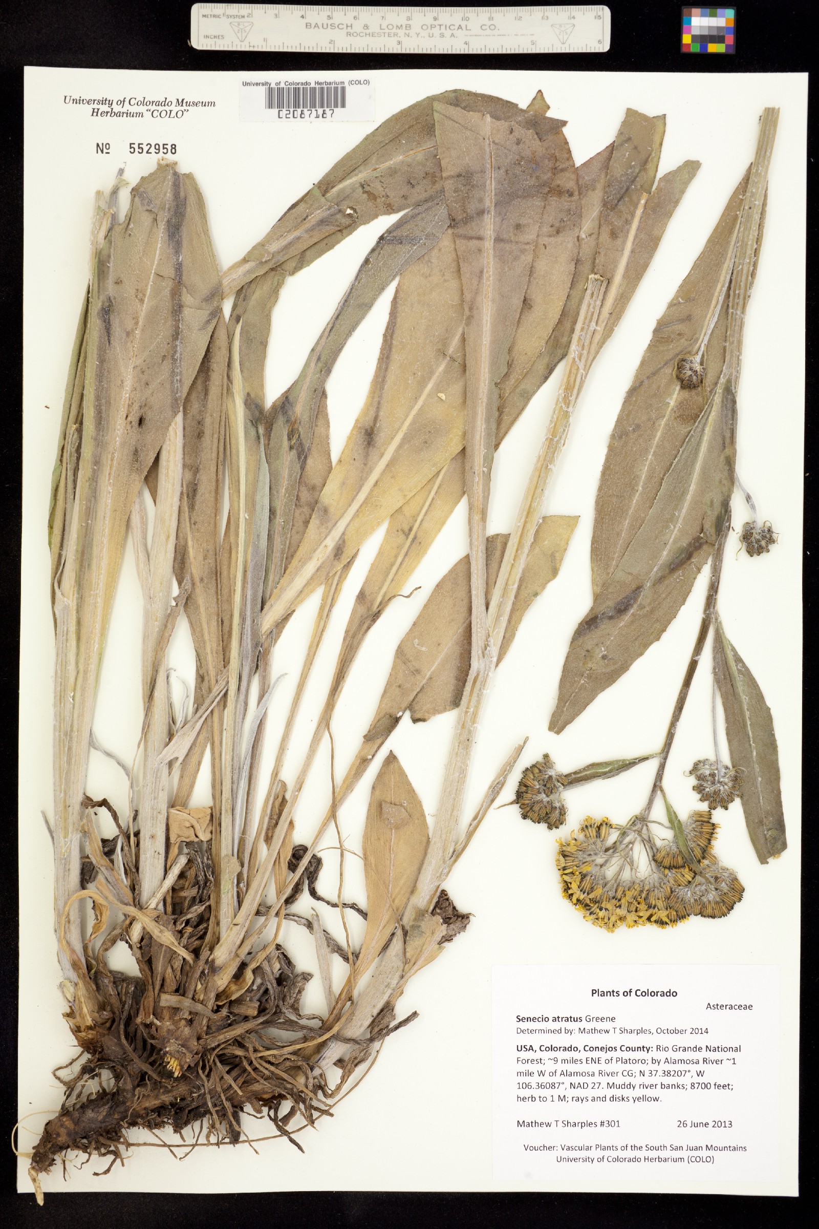 Senecio atratus image