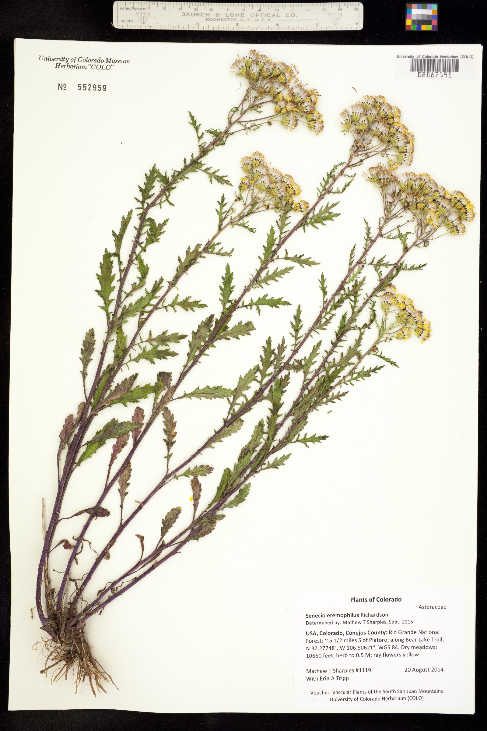 Senecio eremophilus image