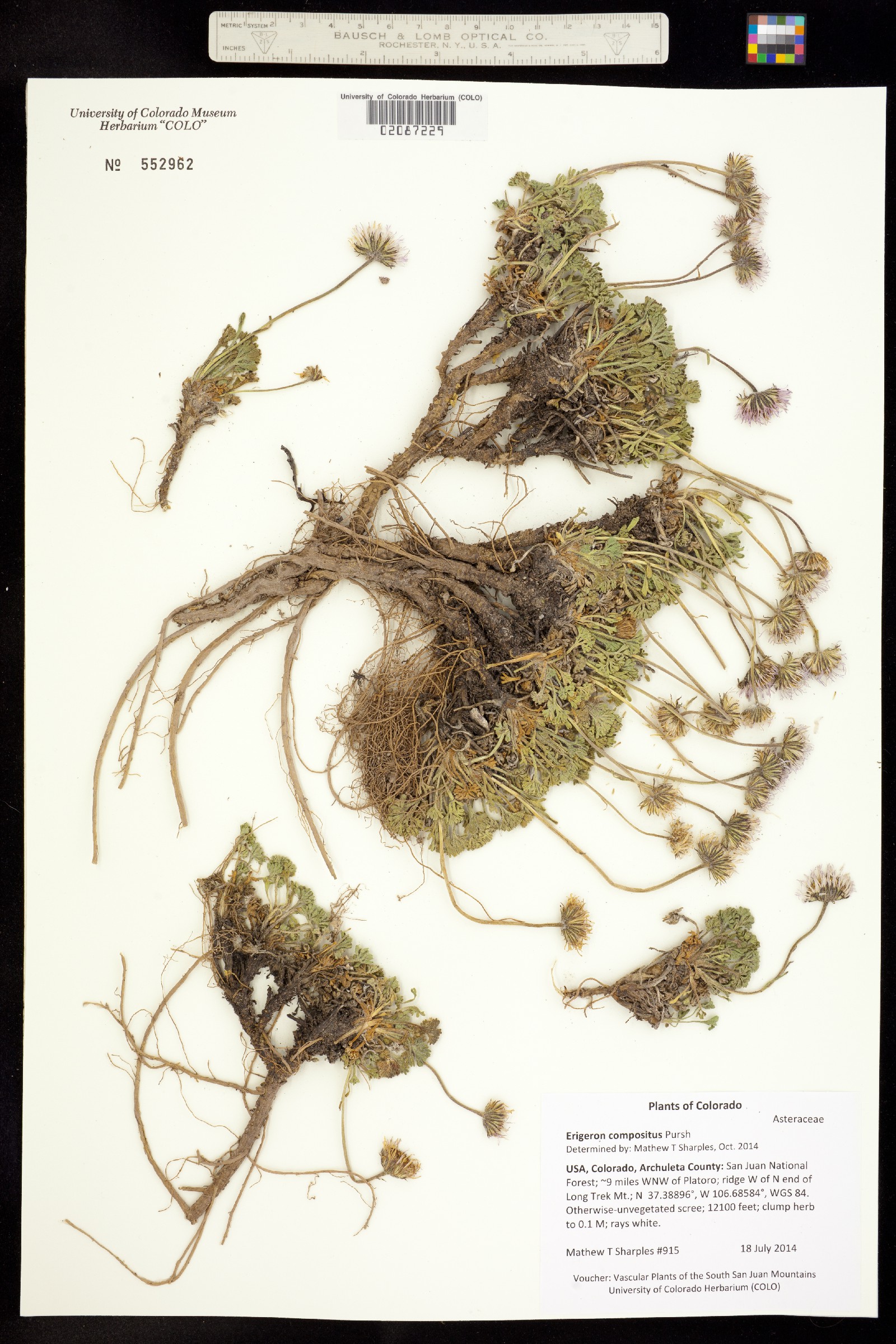 Erigeron compositus image