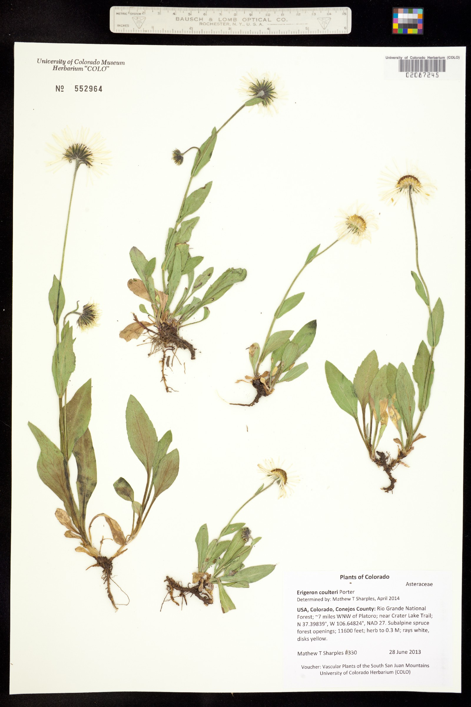 Erigeron coulteri image