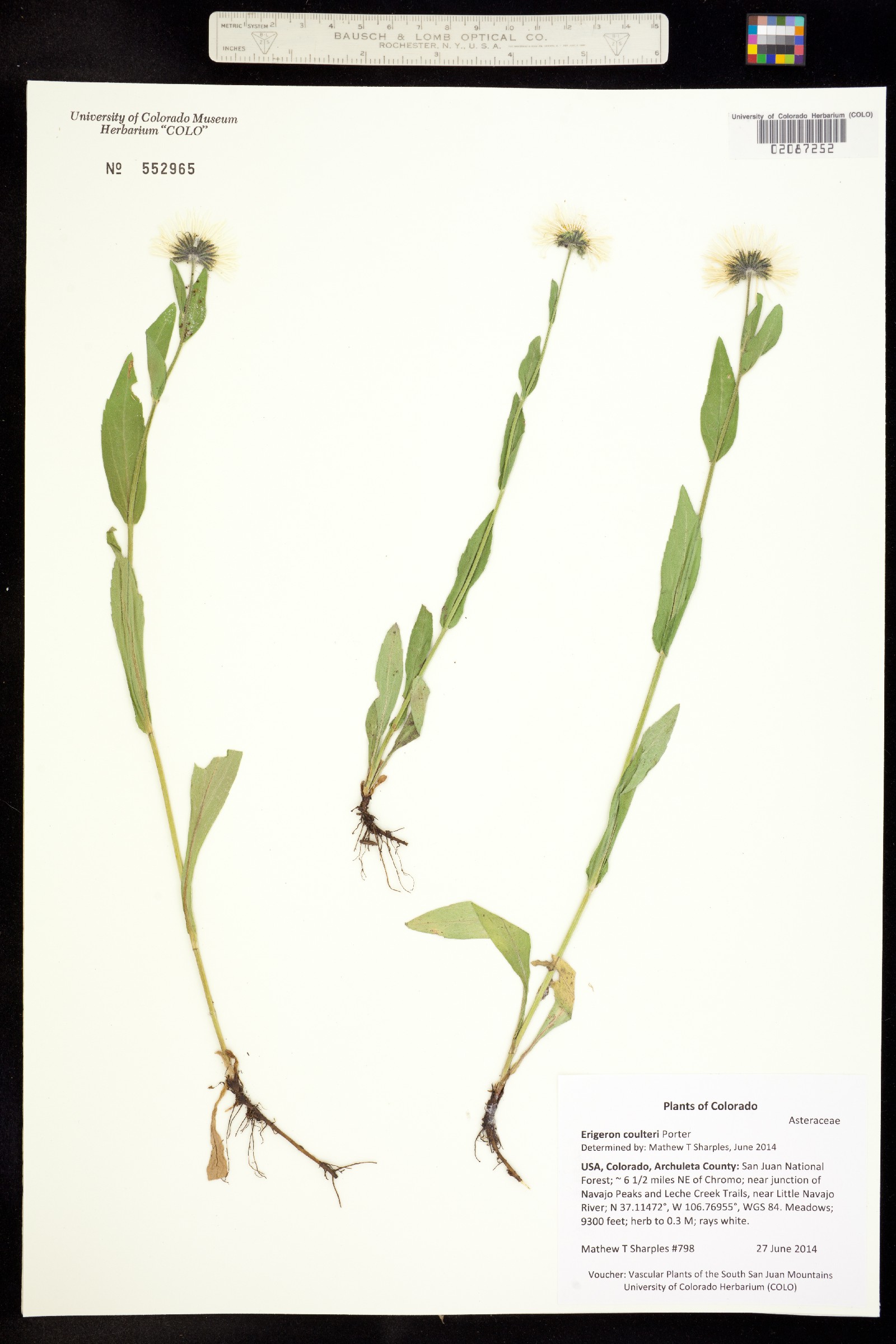 Erigeron coulteri image