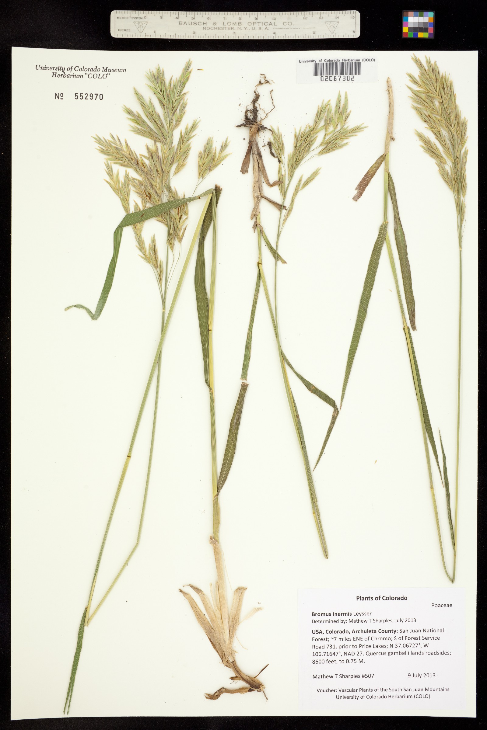 Bromus inermis image