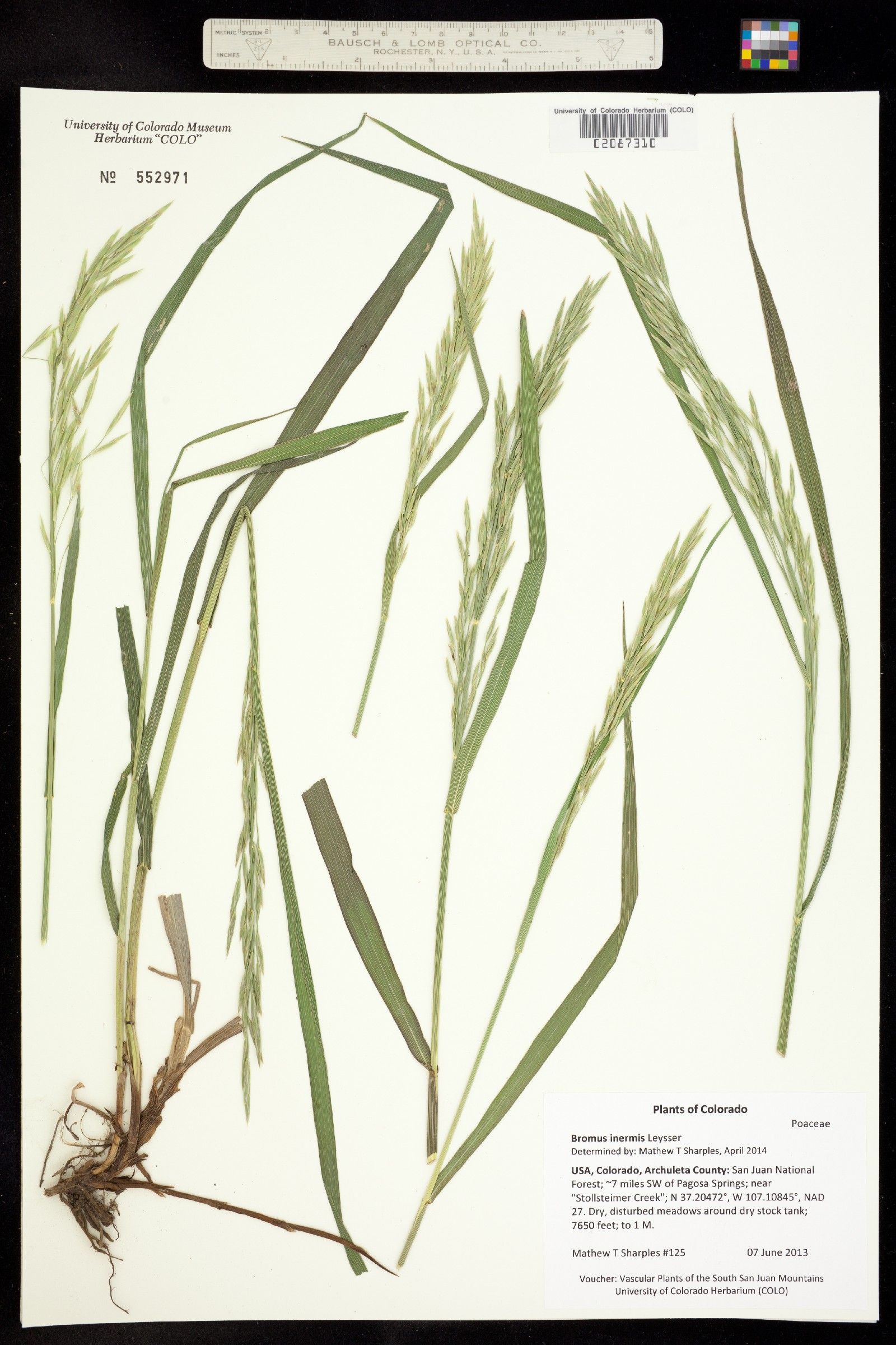 Bromus inermis image