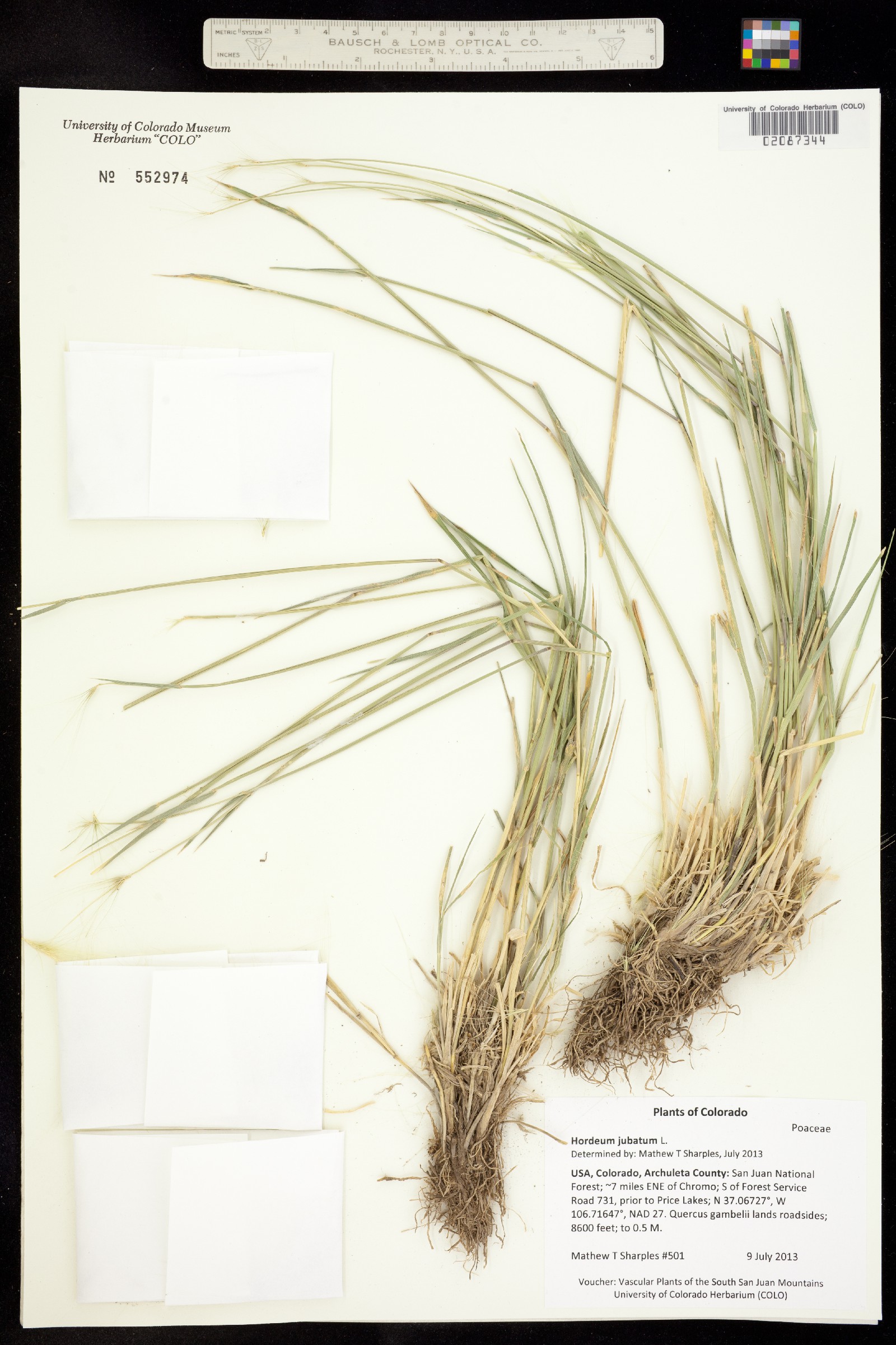 Hordeum jubatum image