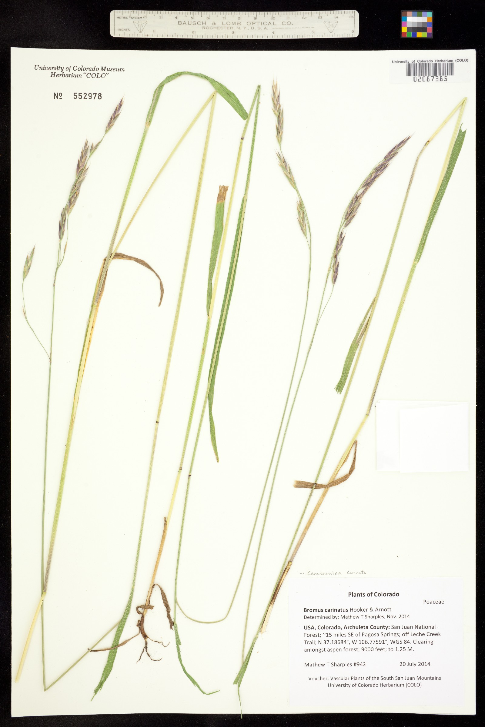 Bromus carinatus image