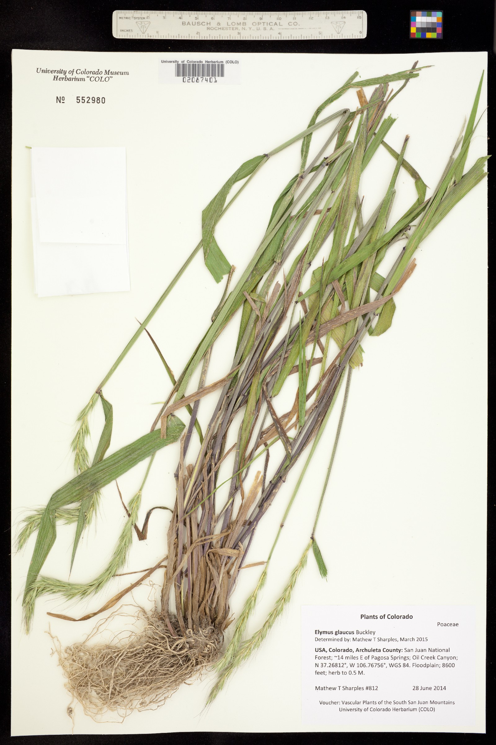 Elymus glaucus image