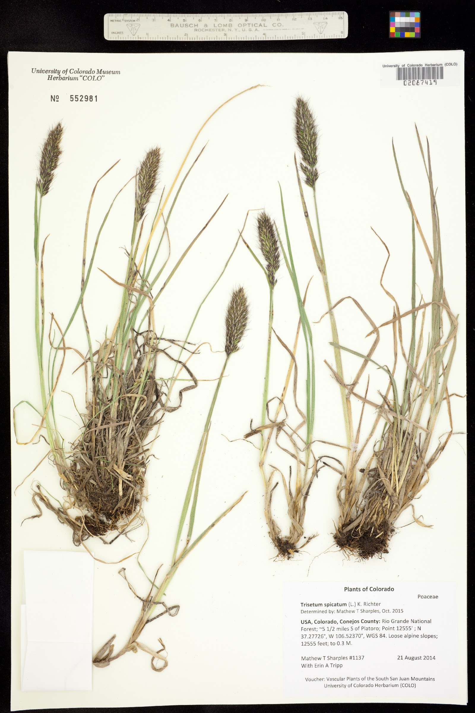 Trisetum spicatum image