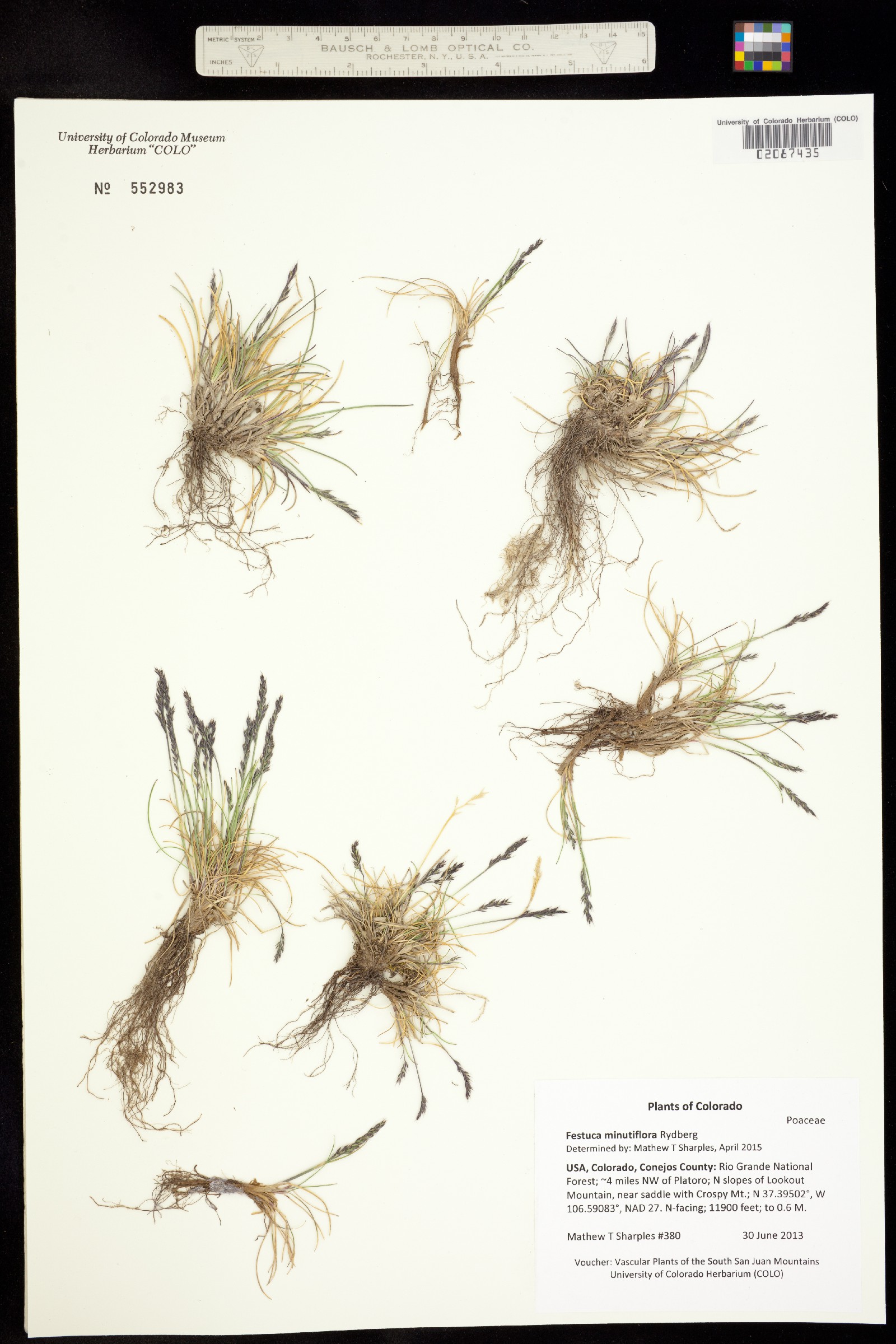 Festuca minutiflora image