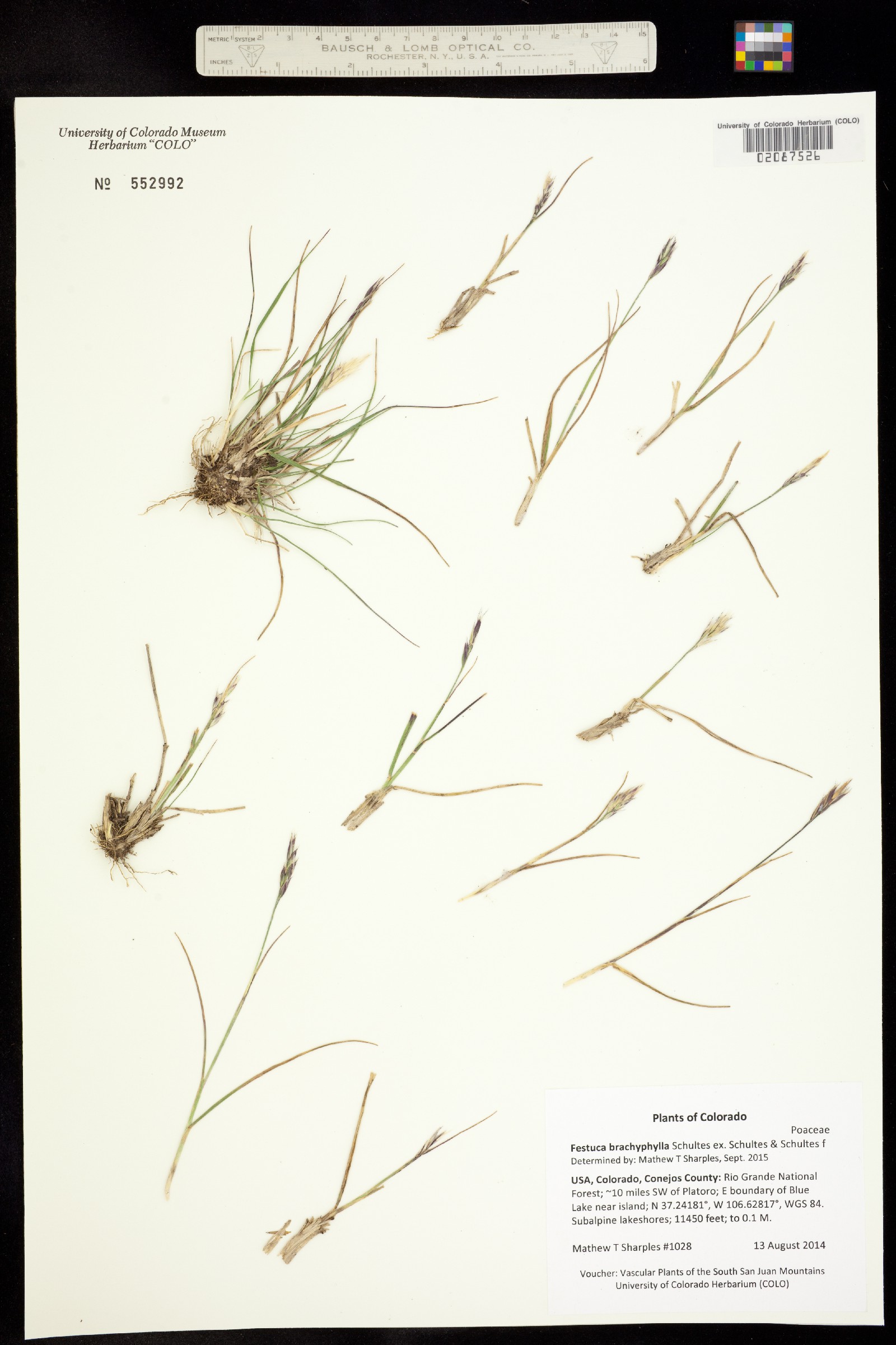 Danthonia intermedia image