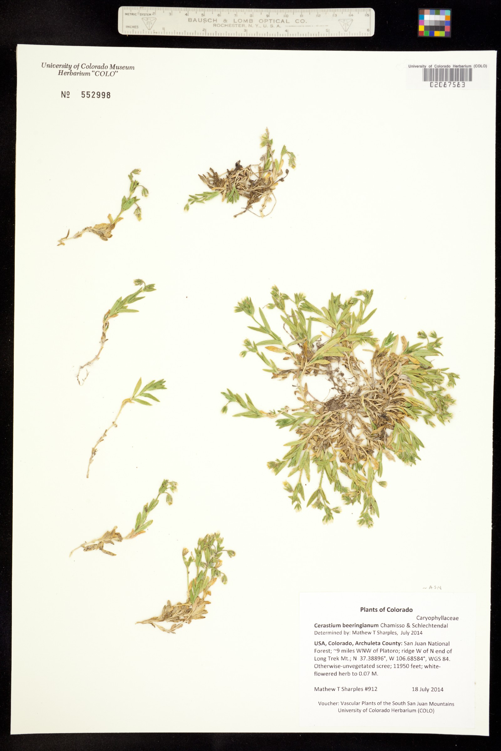 Cerastium beeringianum image