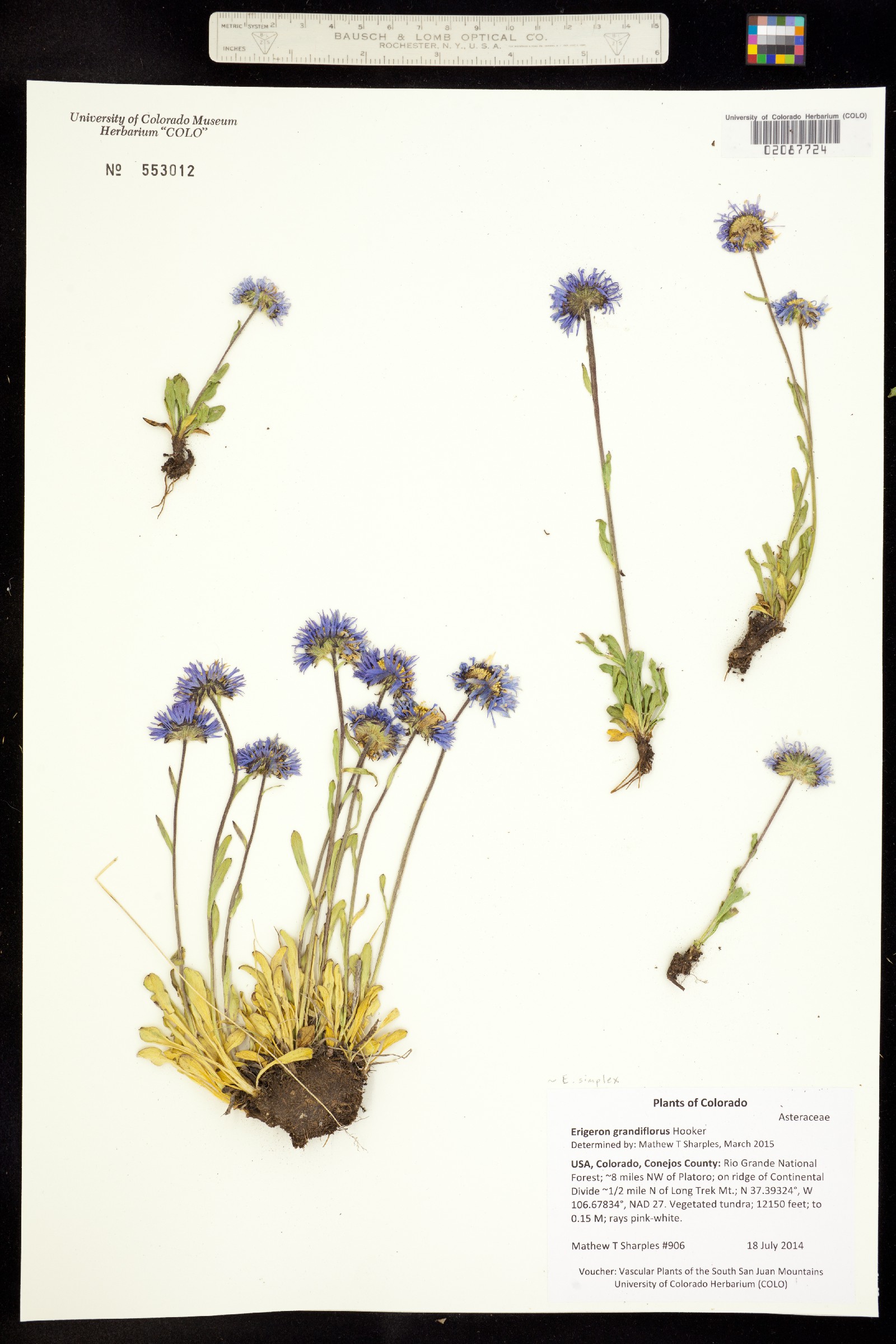 Erigeron grandiflorus image