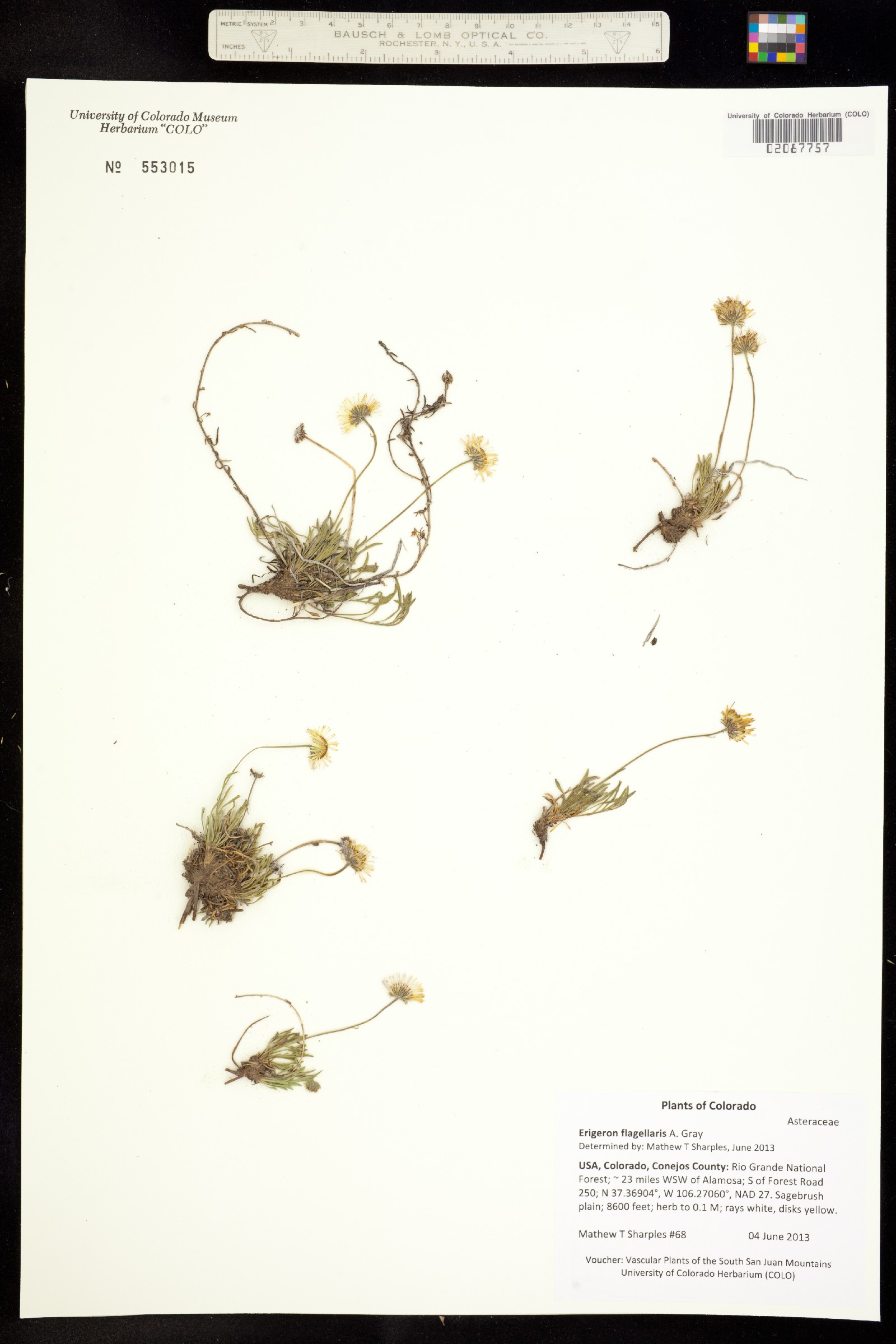 Erigeron flagellaris image