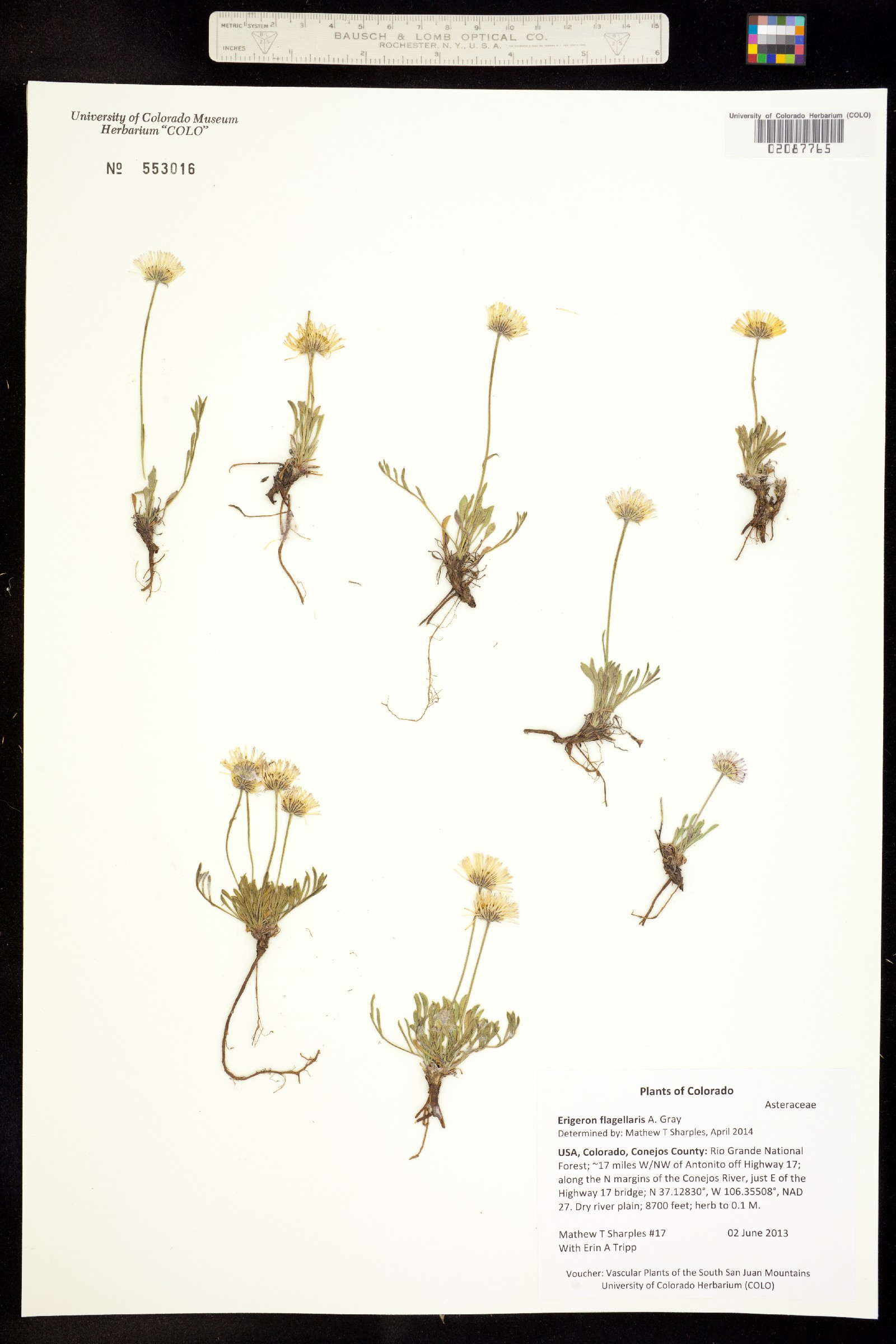 Erigeron flagellaris image