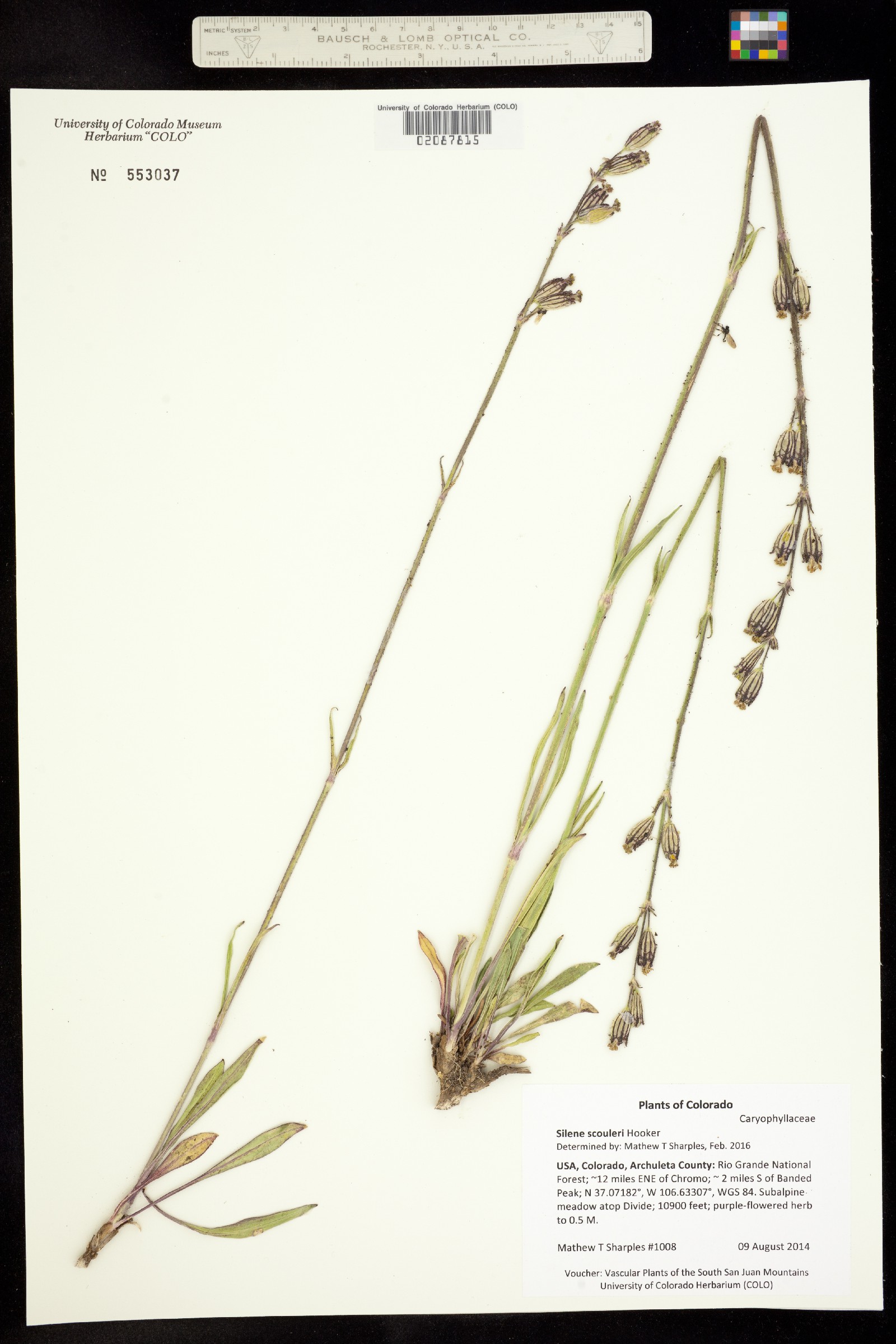 Silene scouleri image