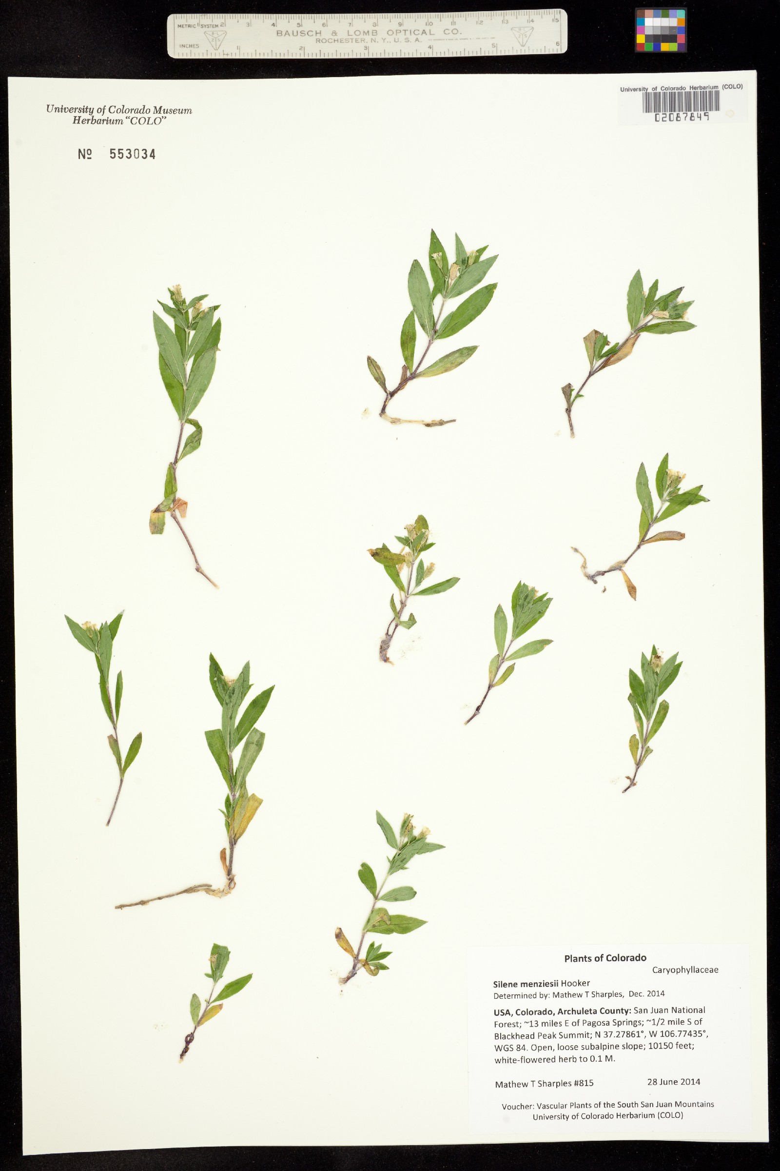 Silene menziesii image