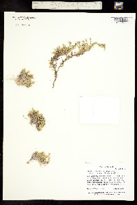 Cherleria obtusiloba image