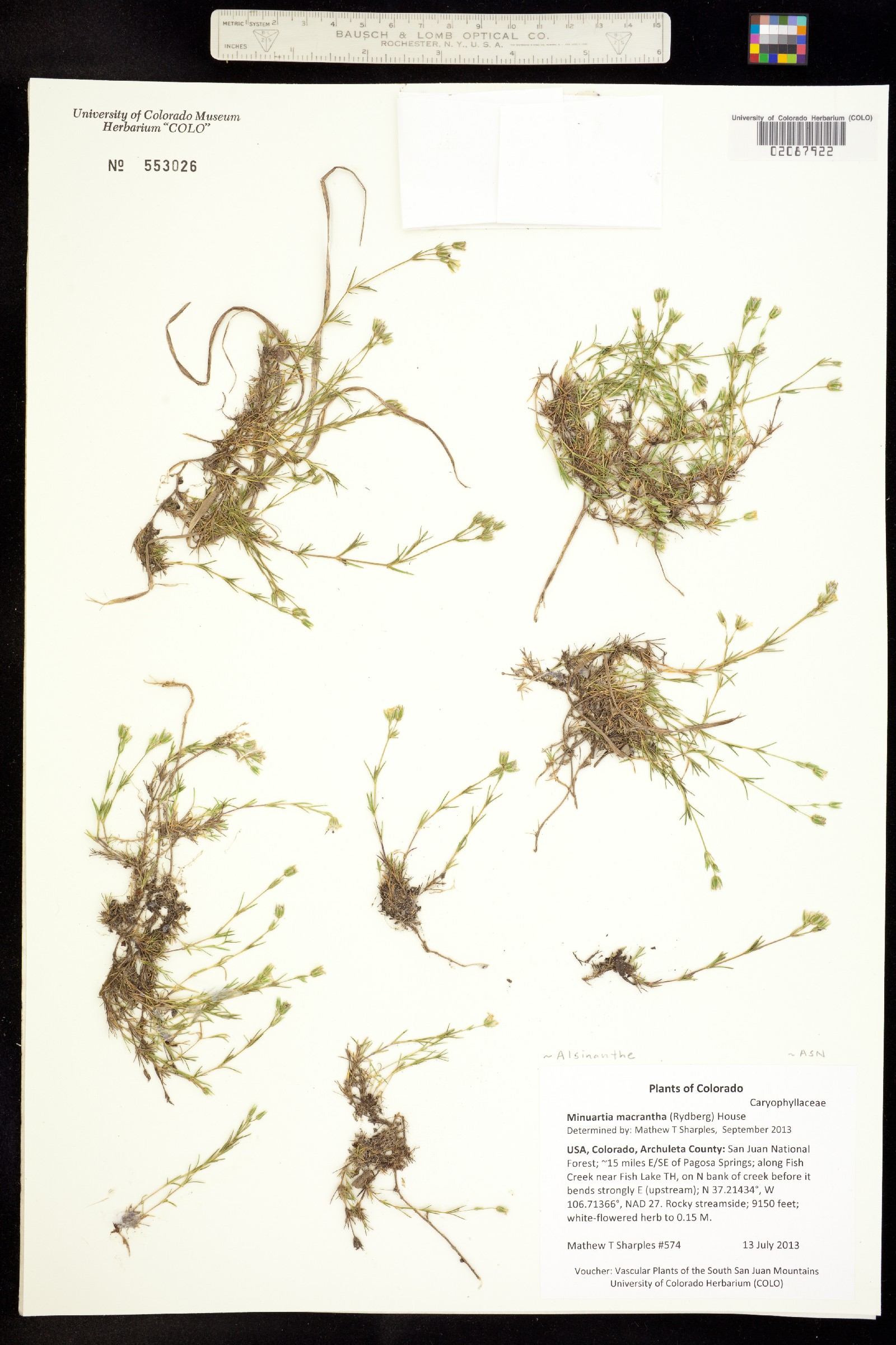 Minuartia macrantha image