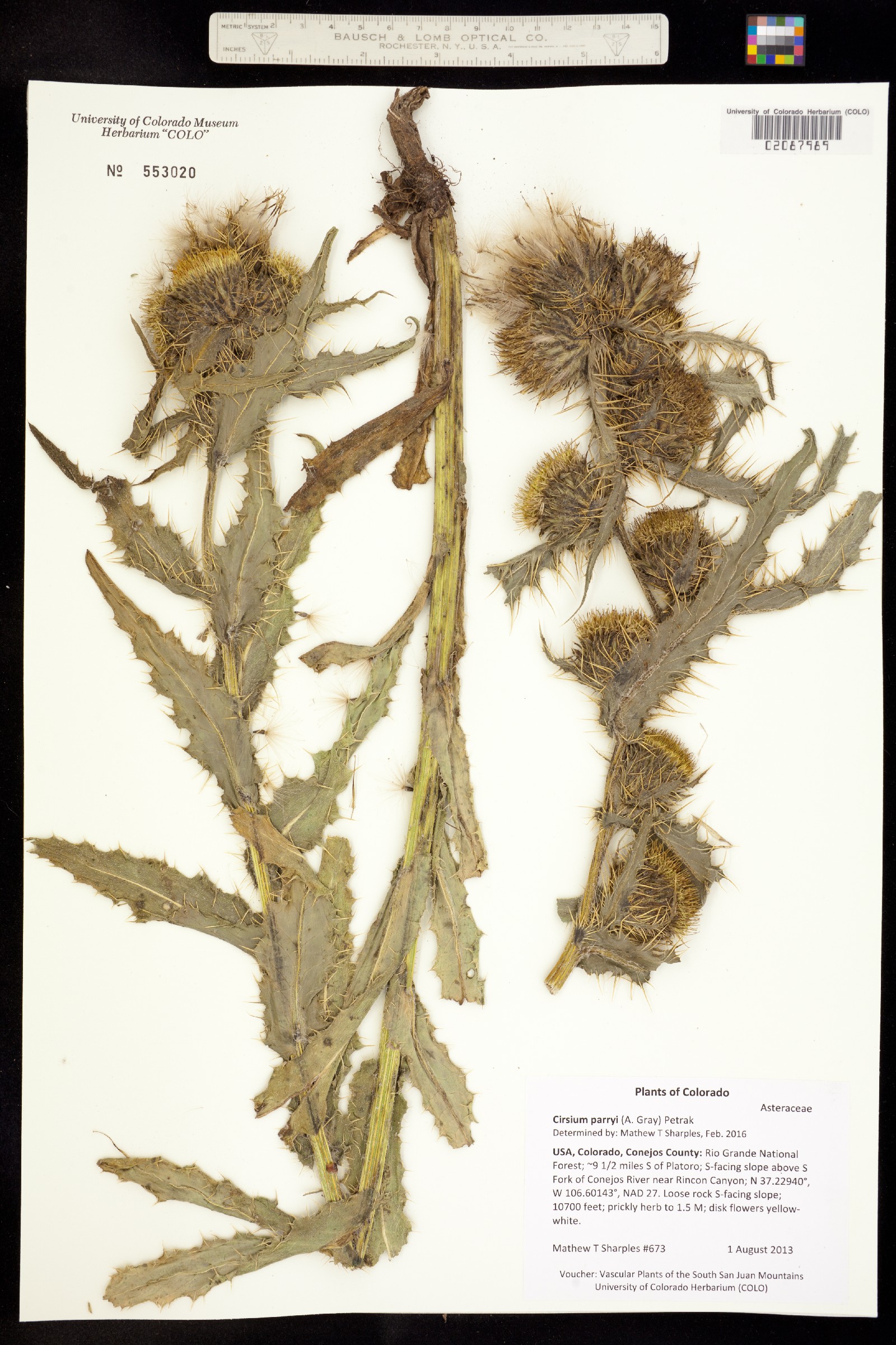 Cirsium parryi image