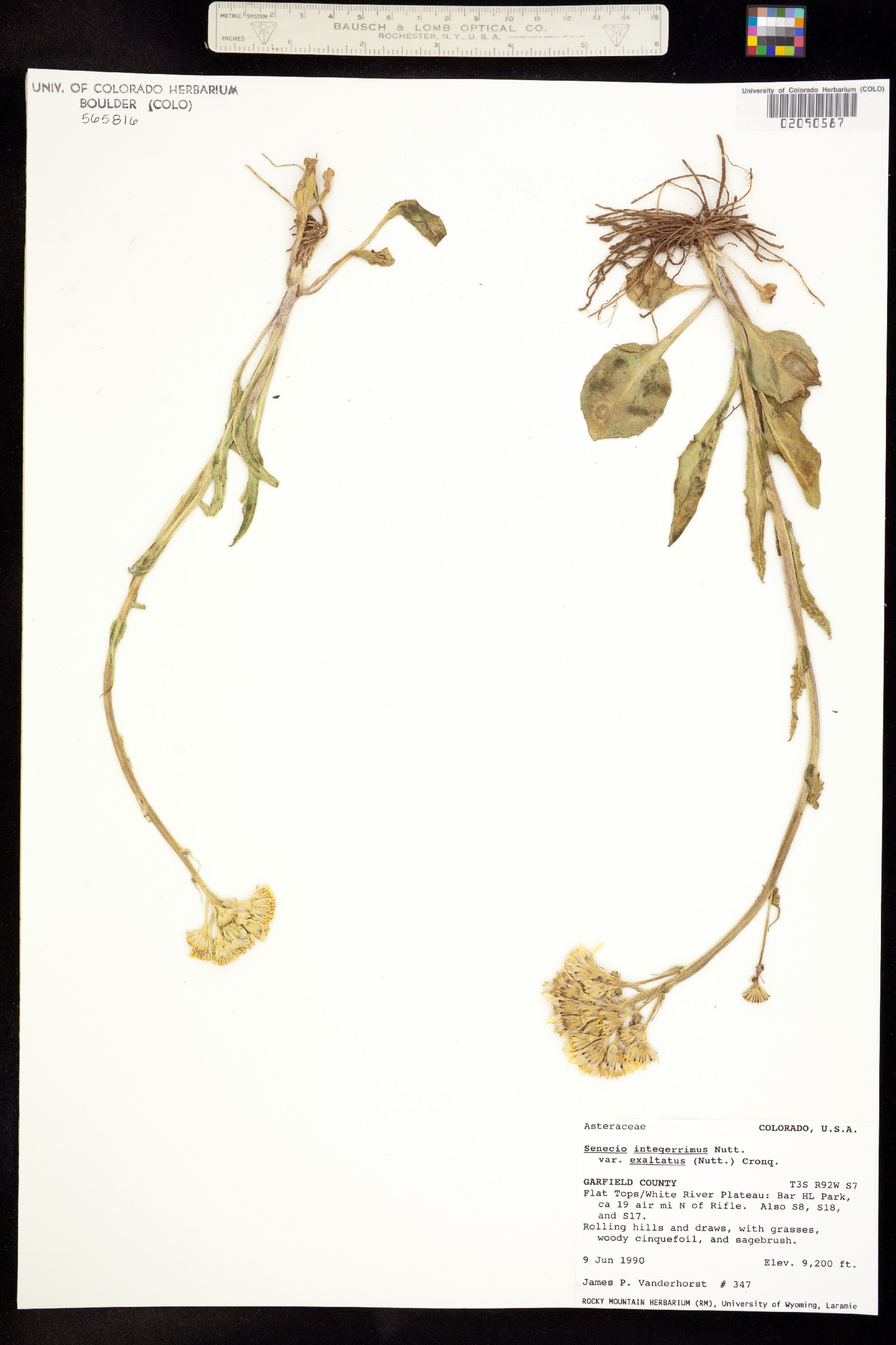 Senecio integerrimus var. exaltatus image