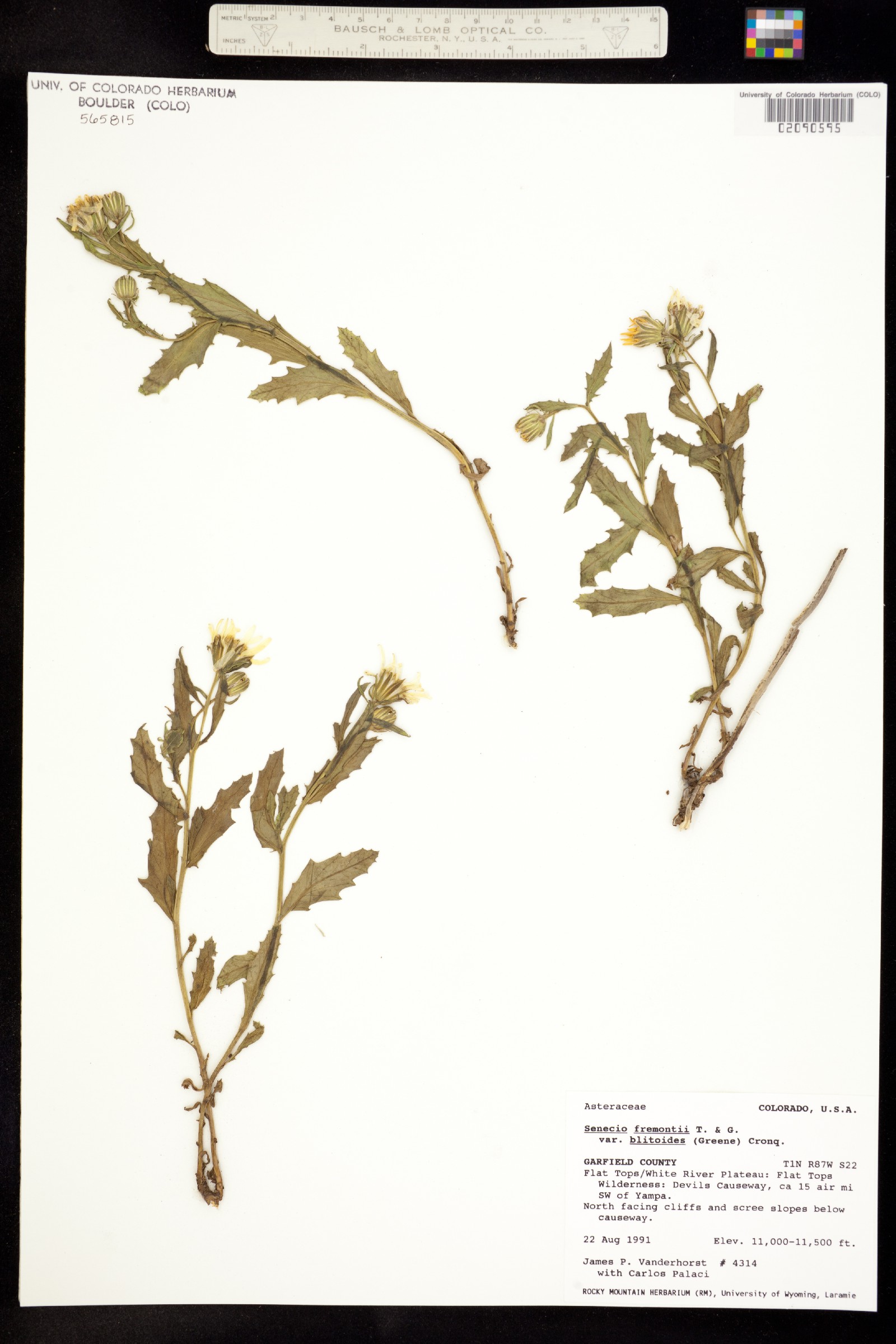Senecio fremontii var. blitoides image