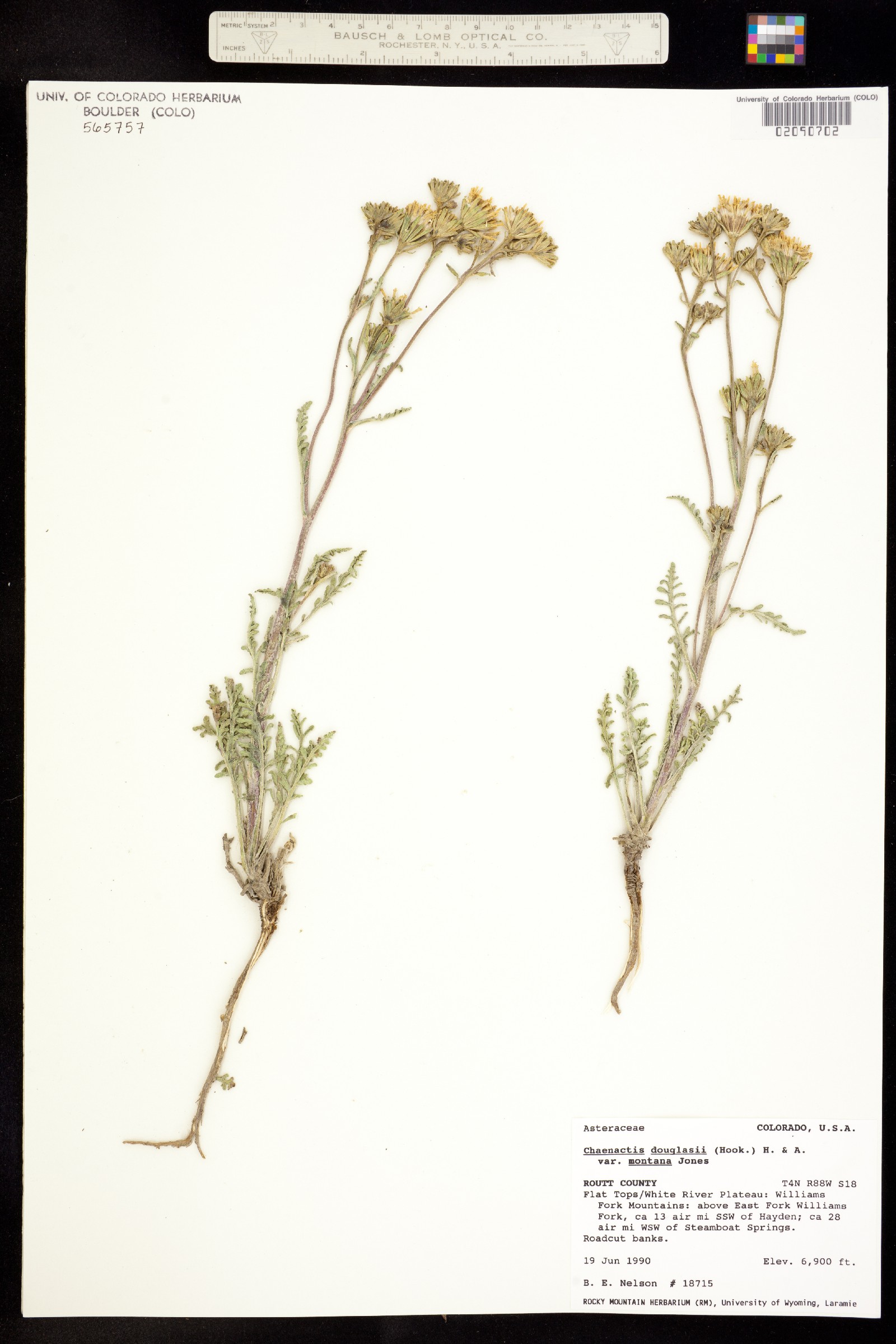 Chaenactis douglasii var. douglasii image