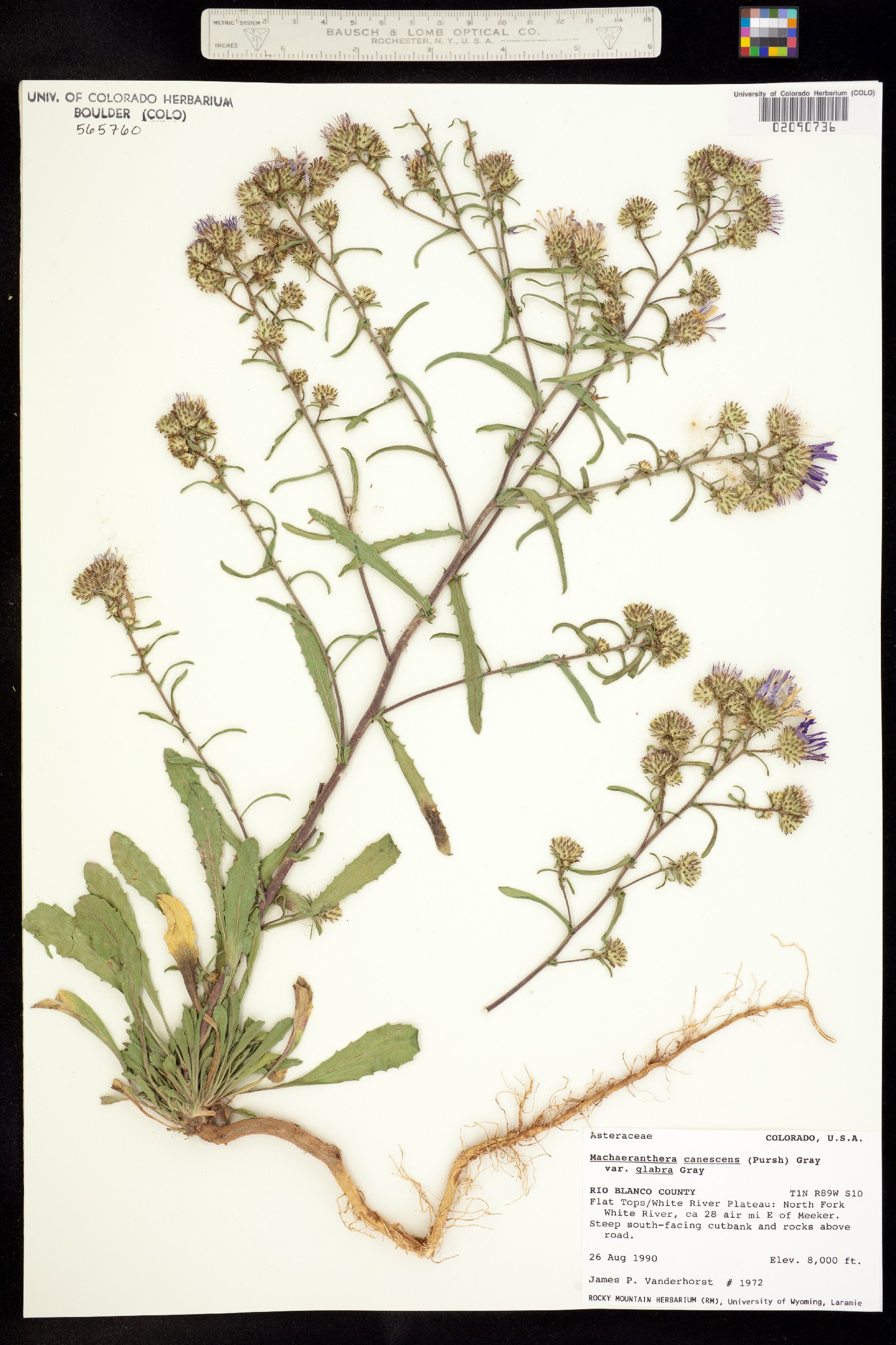 Machaeranthera canescens var. glabra image