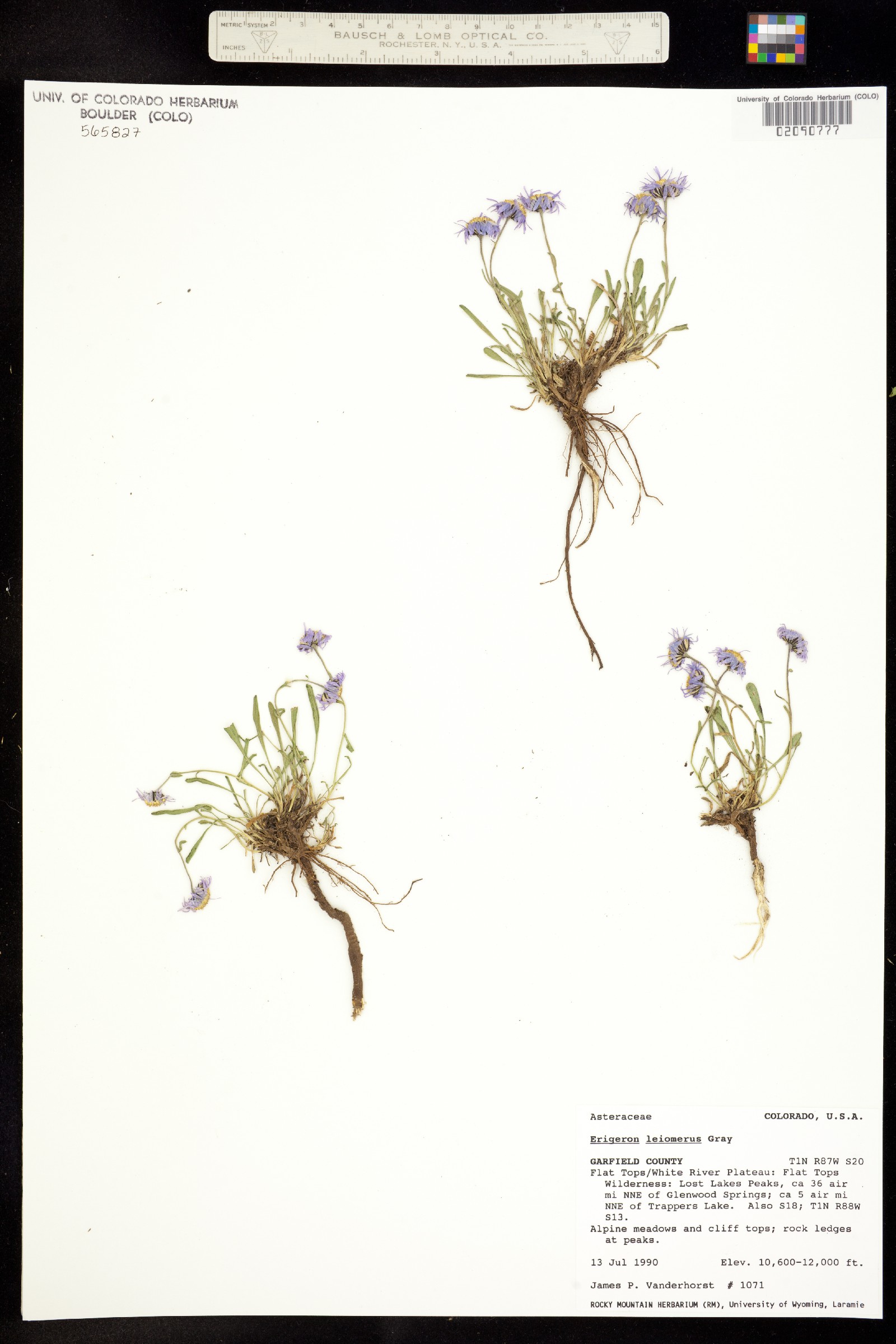 Erigeron leiomerus image