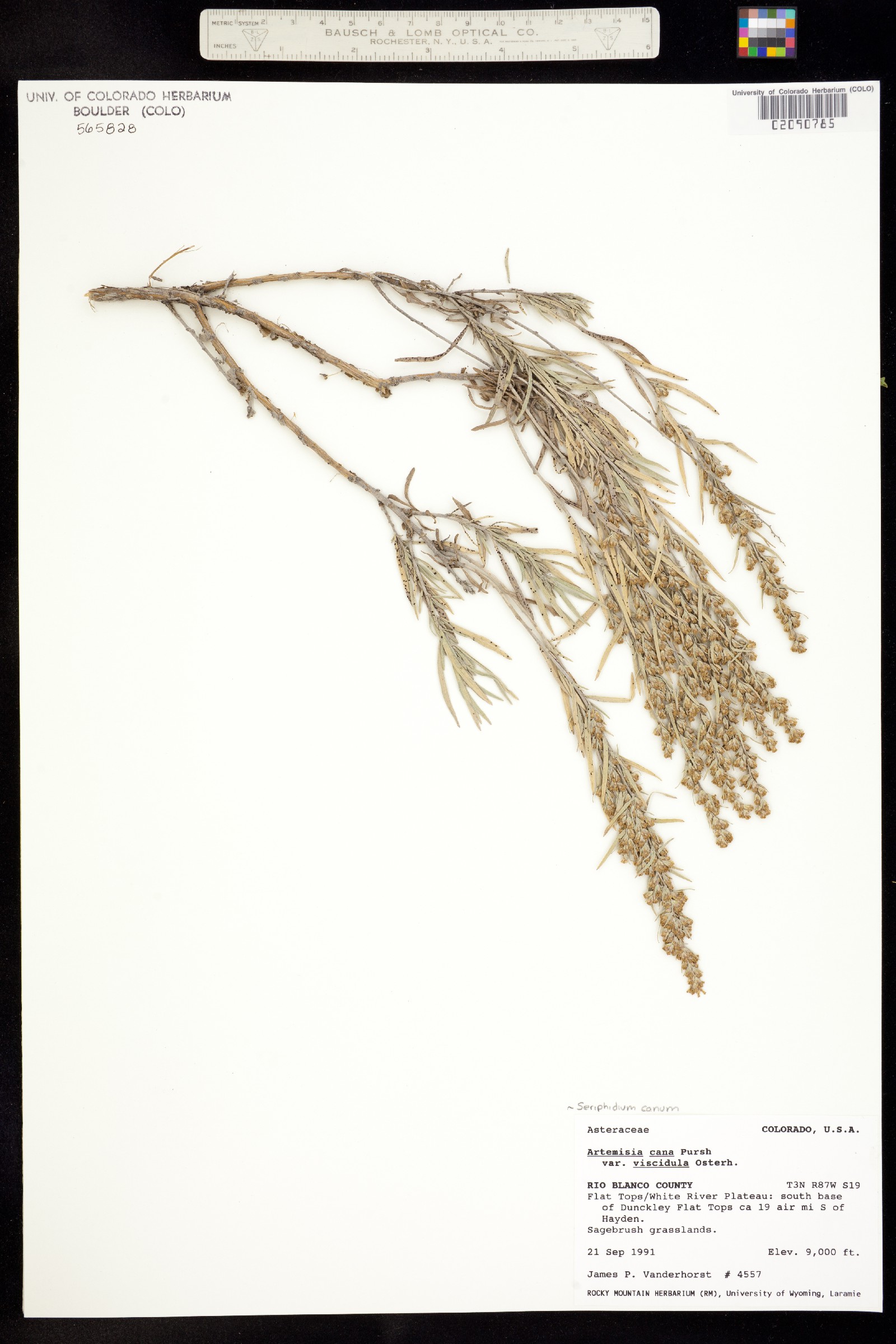 Seriphidium canum image