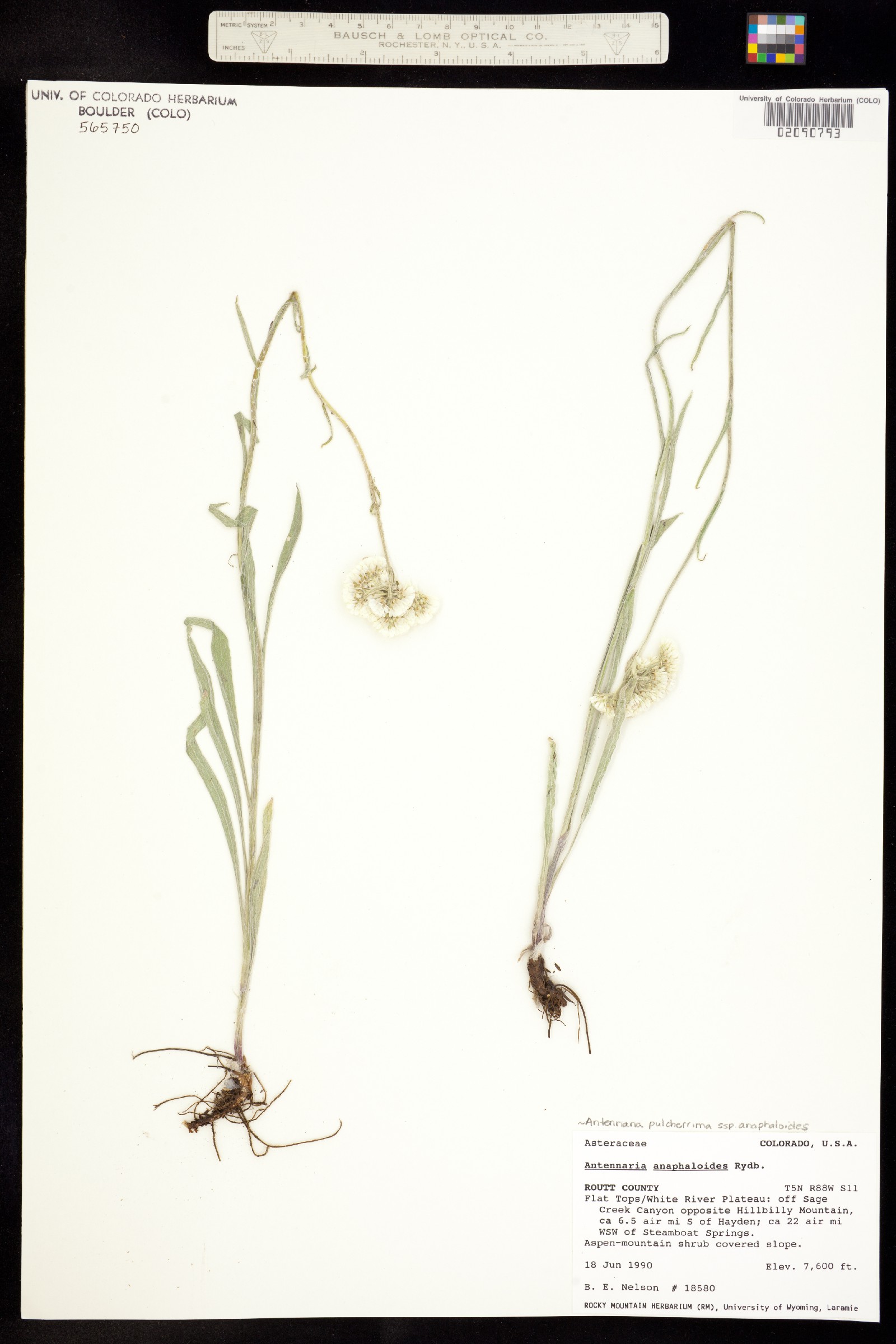 Antennaria pulcherrima image