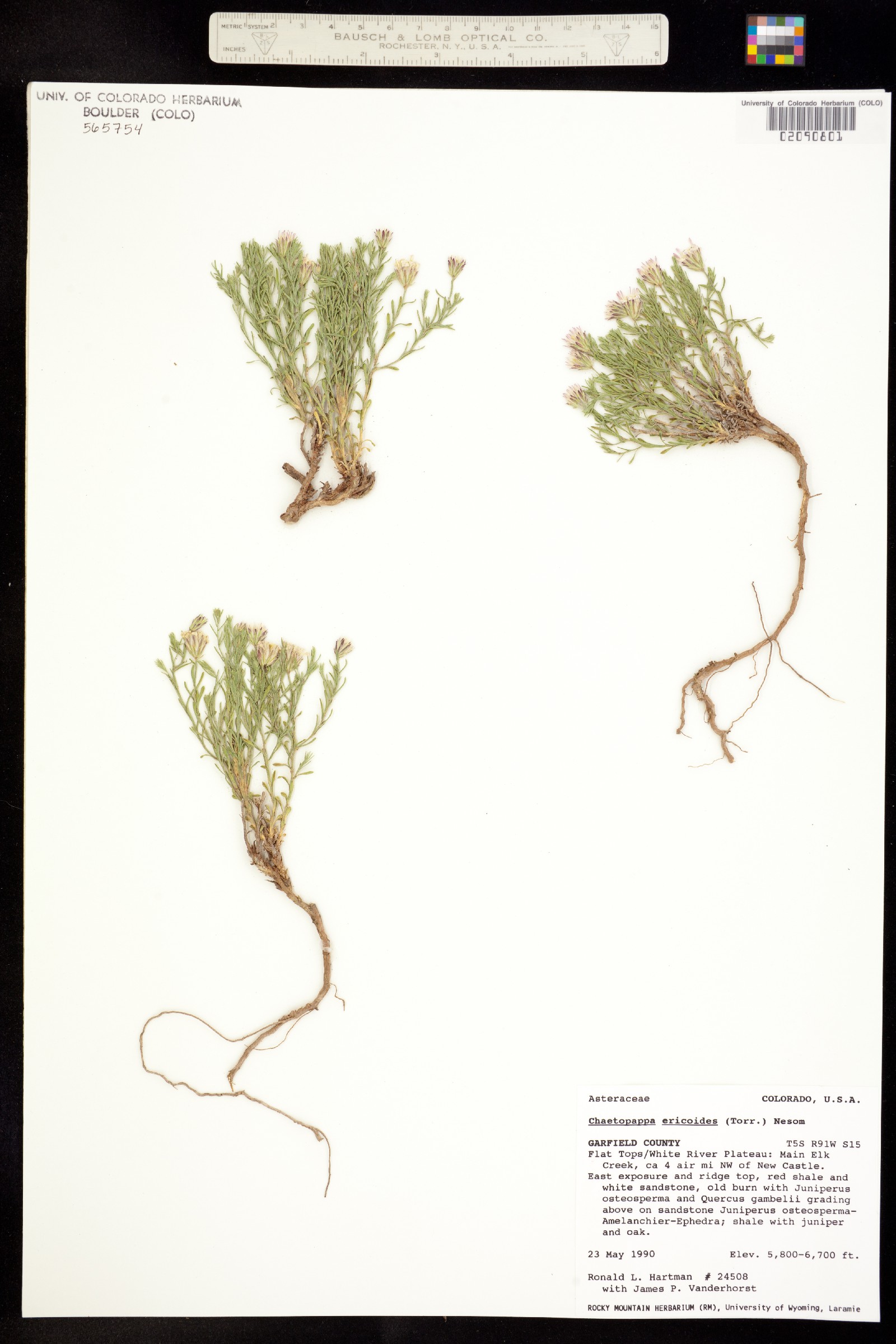 Chaetopappa ericoides image