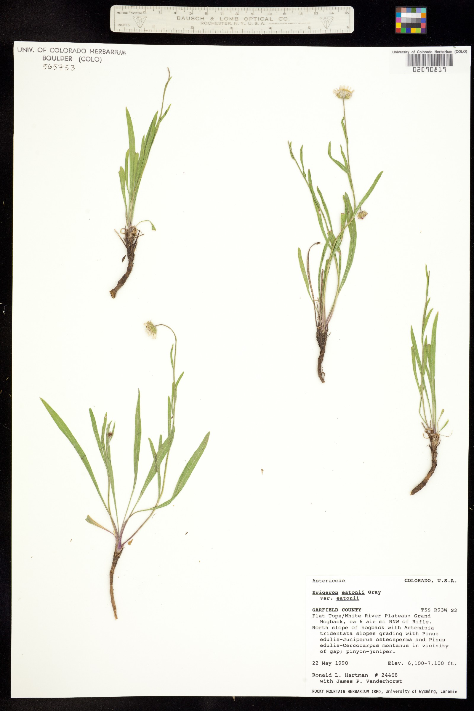 Erigeron eatonii var. eatonii image