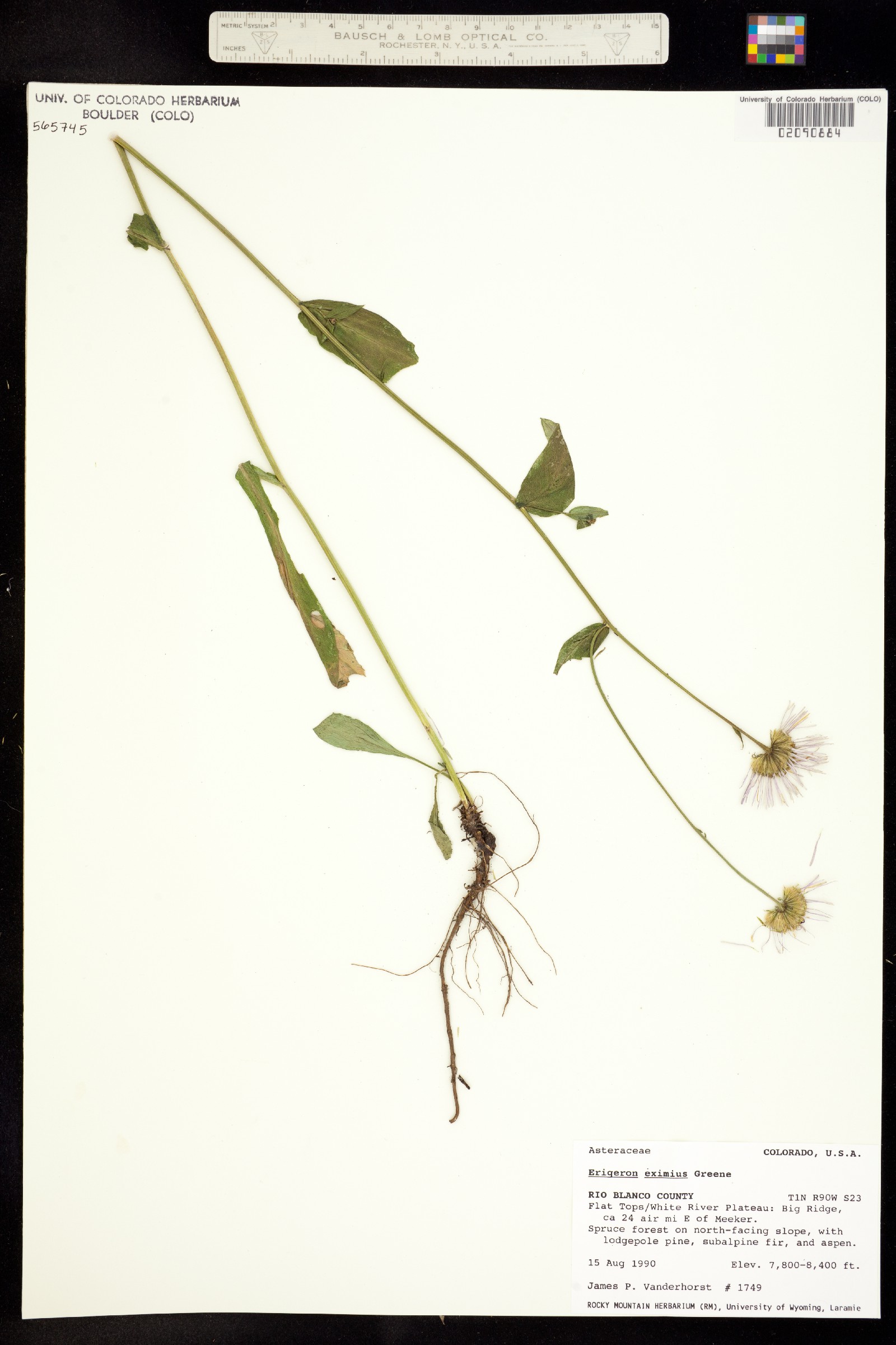 Erigeron eximius image