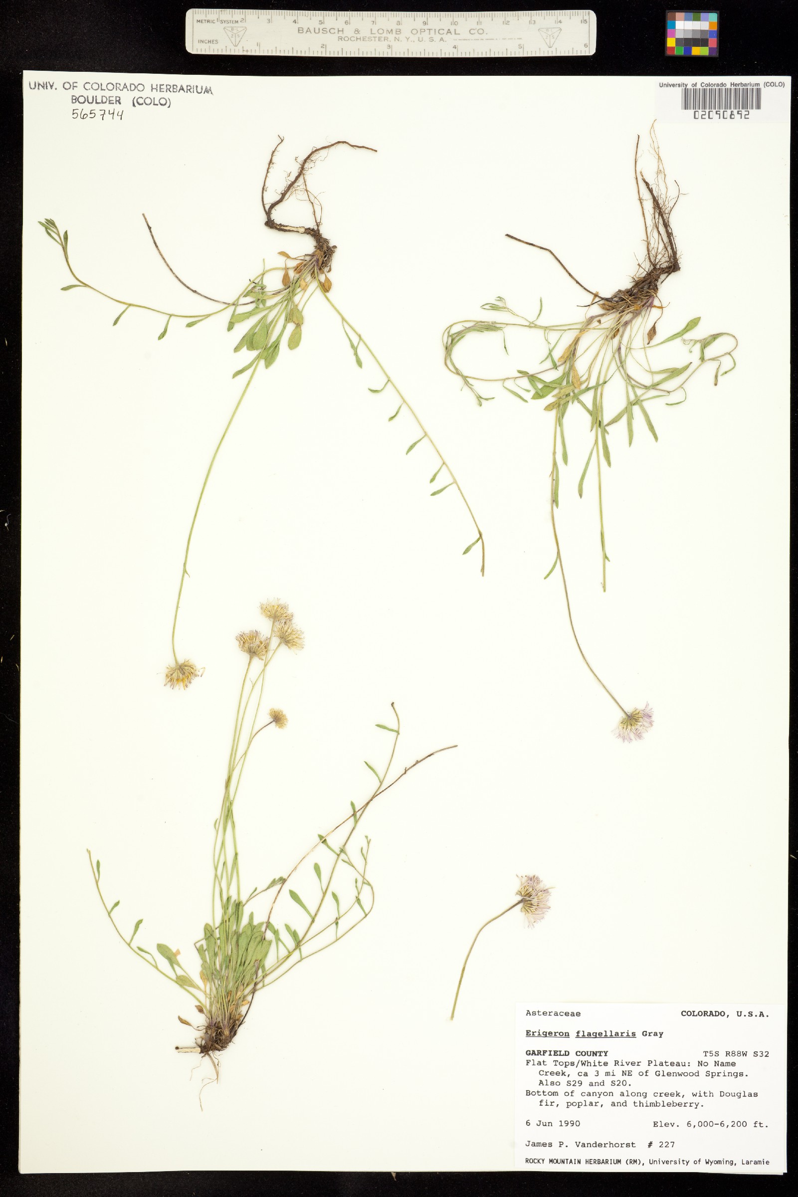 Erigeron flagellaris image