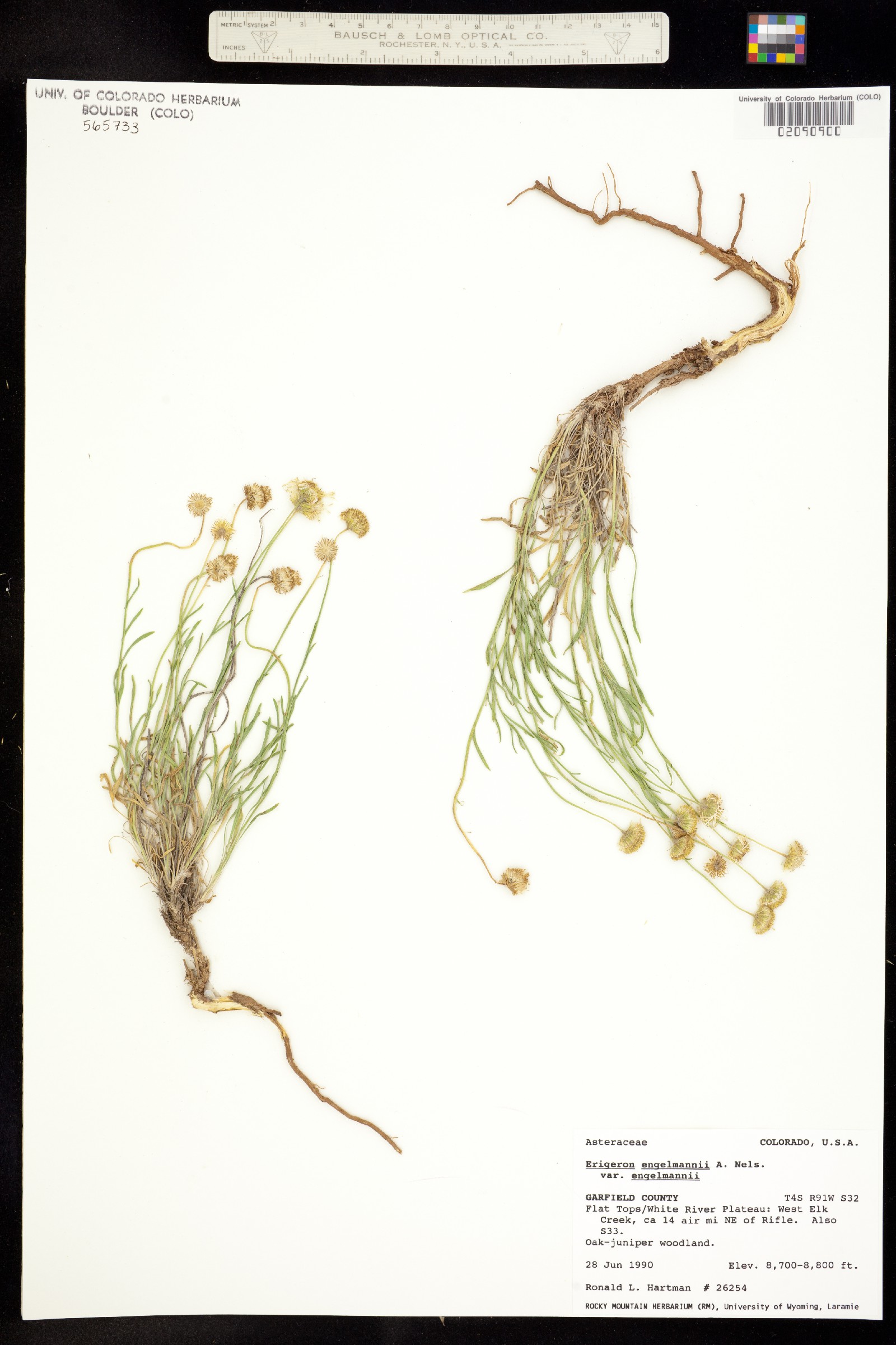 Erigeron engelmannii image