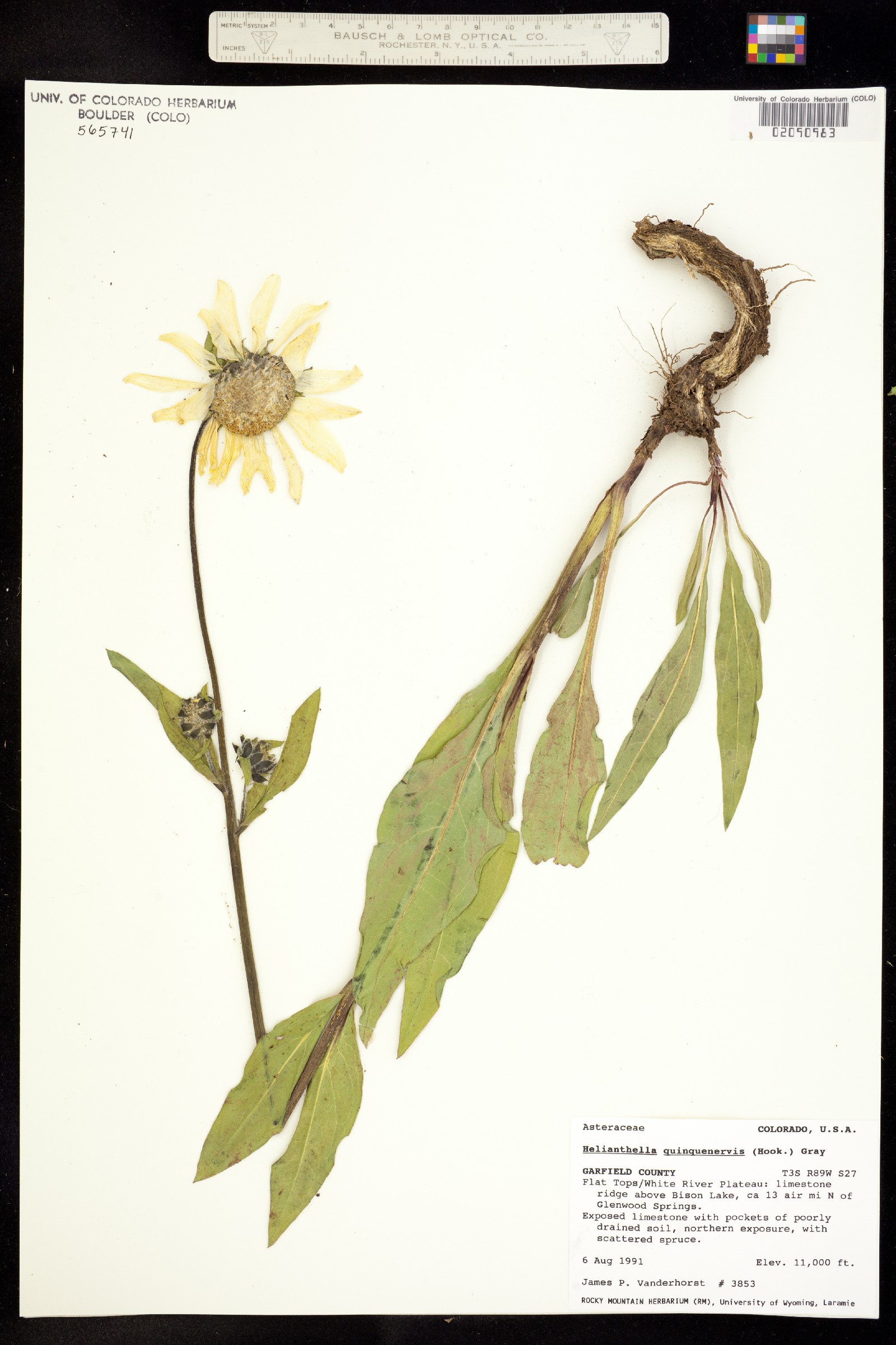 Helianthella quinquenervis image